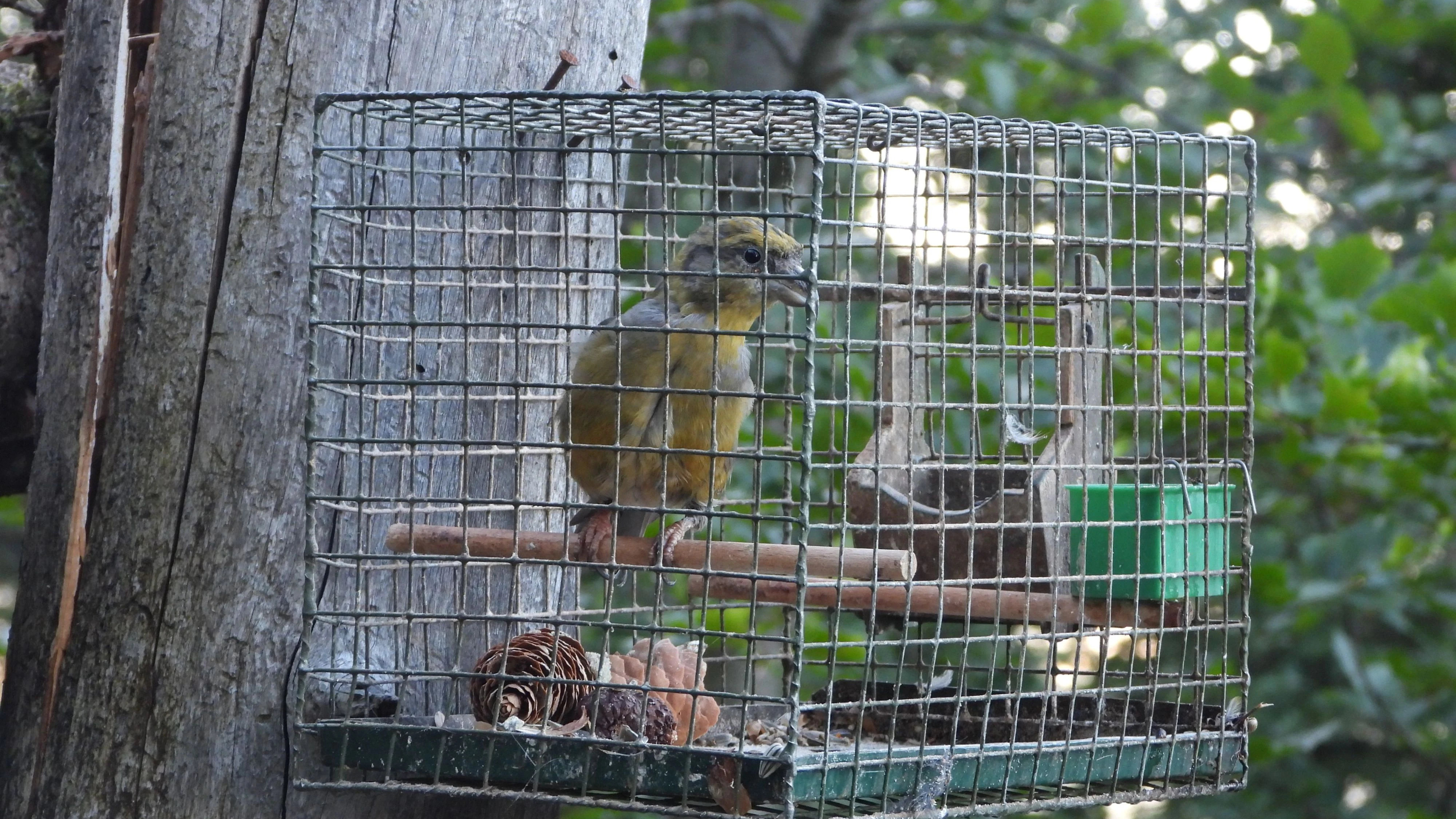 Die sogenannten "Lockvögel" müssen stundenlang in kleinen Käfigen auf die frei lebenden Artgenossen warten. 