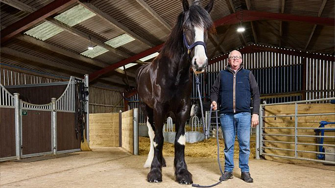 Heute.at - Neuer Weltrekord: So groß ist Shire-Horse Hugo