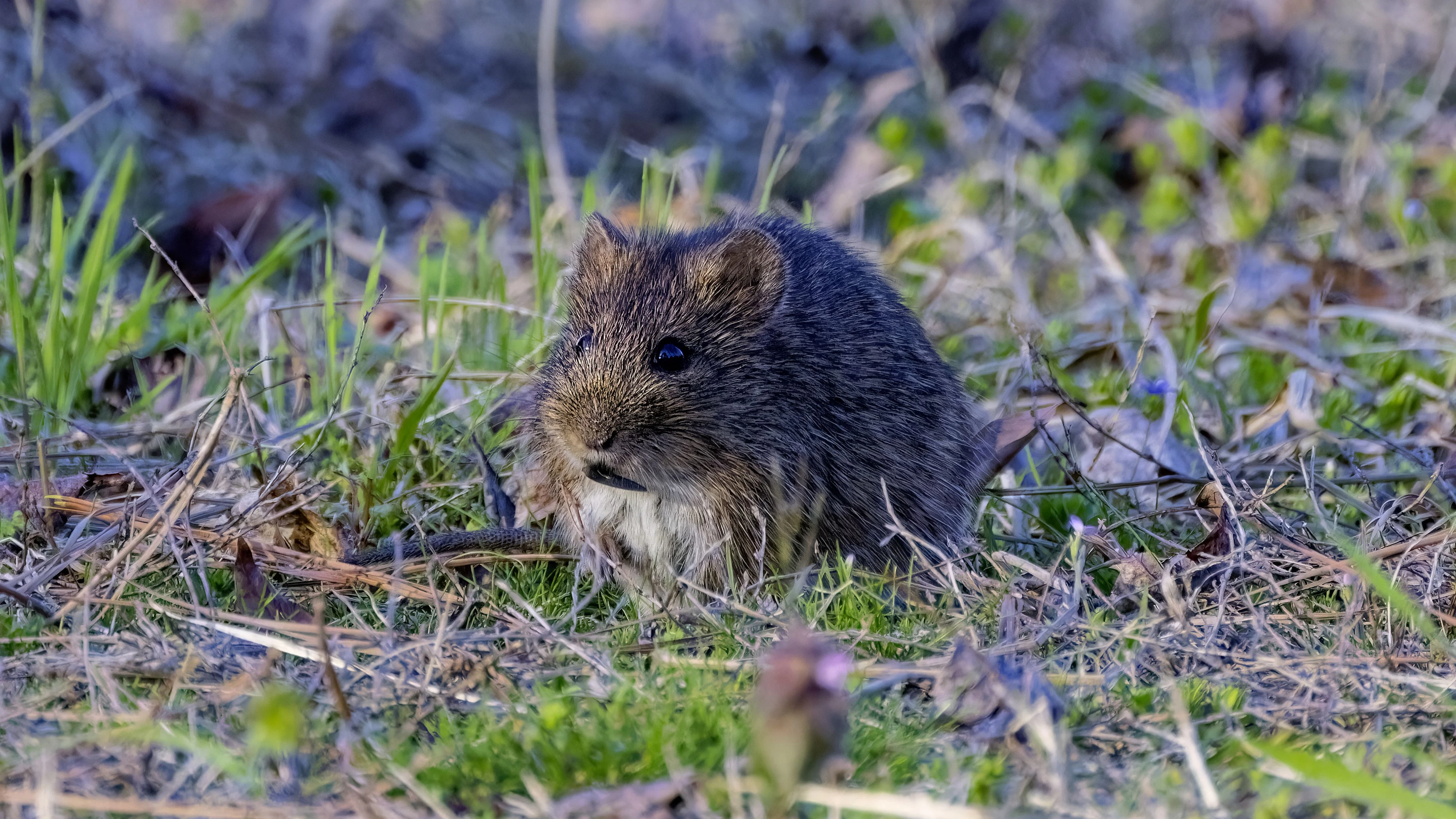 The eastern meadow vole (Microtus pennsylvanicus), sometimes called the field mouse or meadow mouse