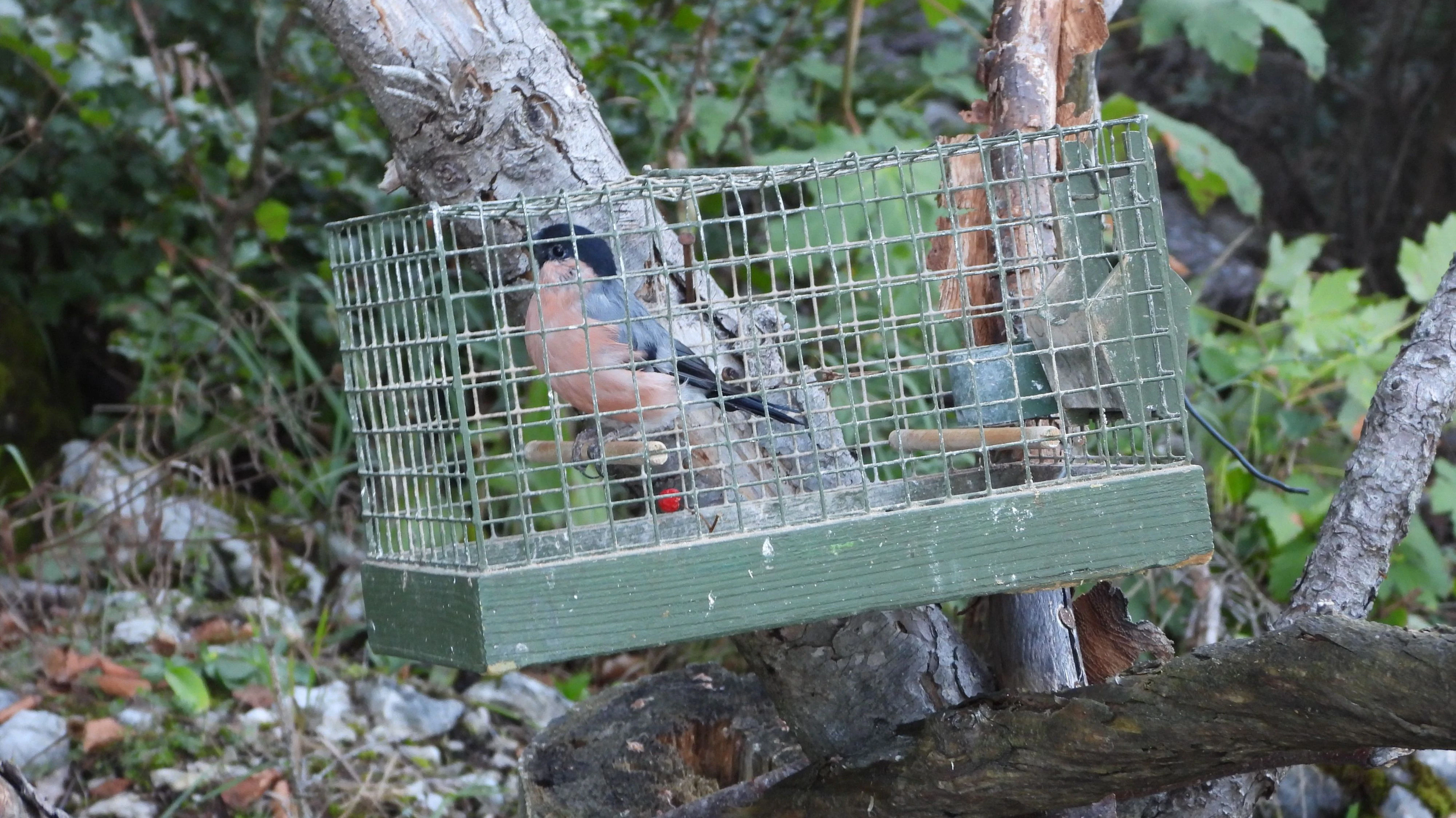 Gleich am ersten Tag der "Erlaubnis" zum Singvogelfang, wurden Lockvögel in kleinen Käfigen in Bäume gehängt. 