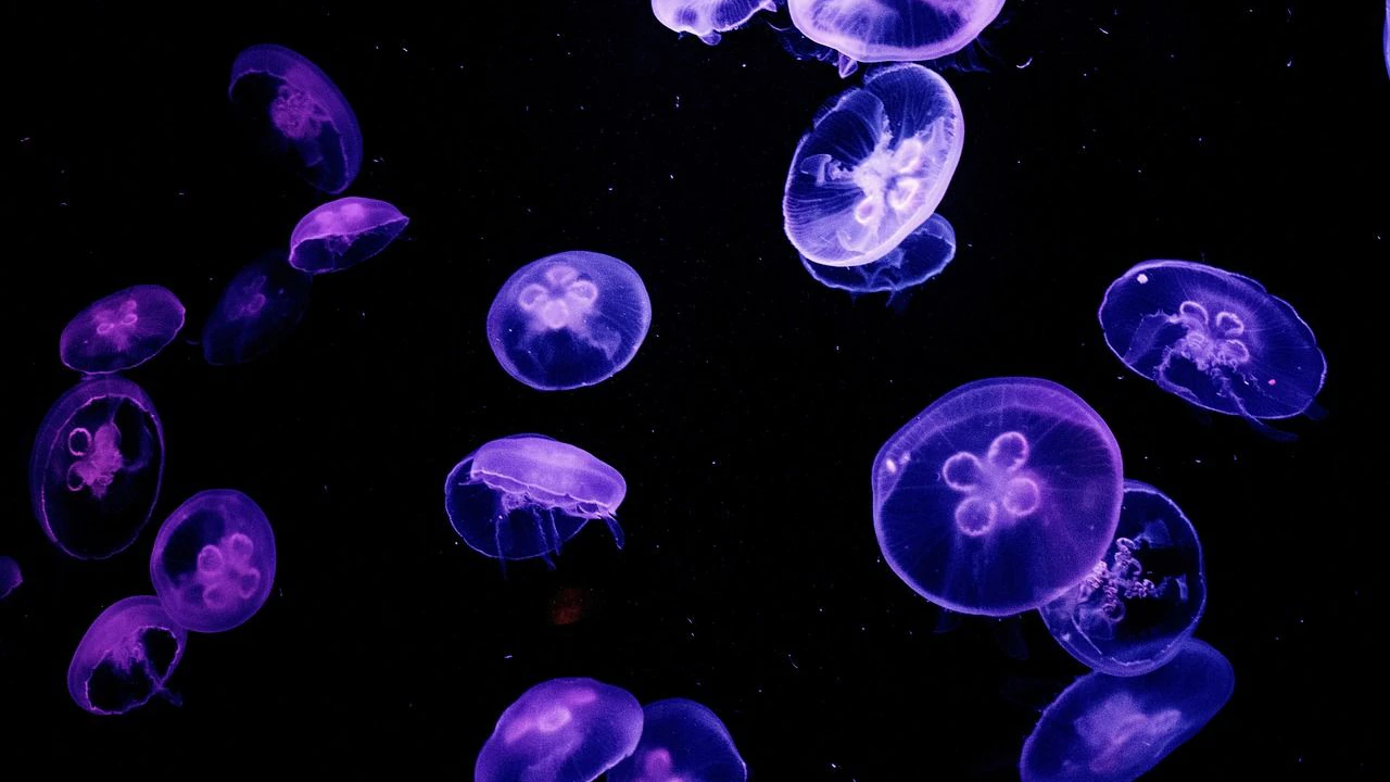 Heute.at - Tiefseespinne leuchtet tiefblau