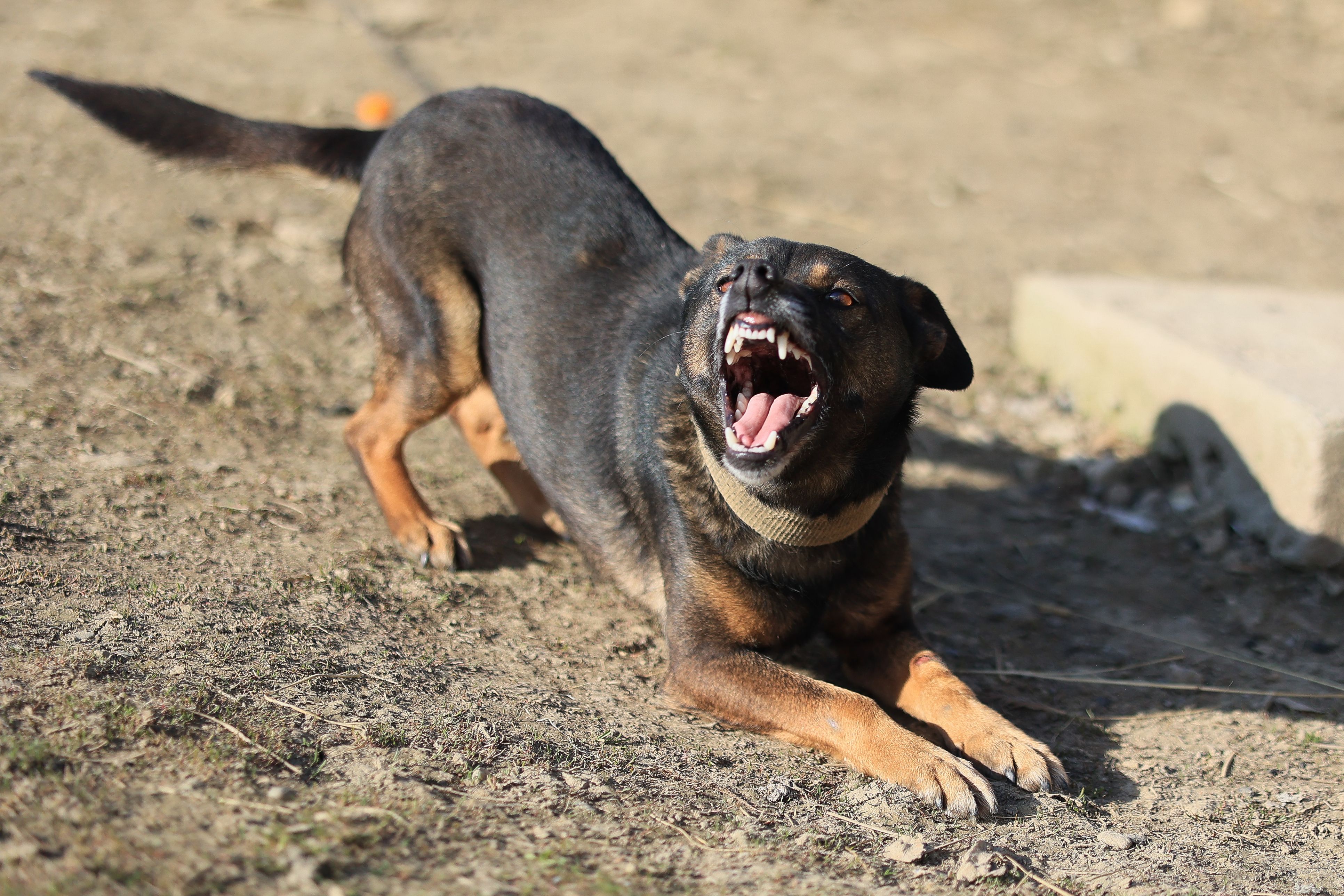 Die Frau wurde von ihrem eigenen Hund gebissen (Symbolbild).