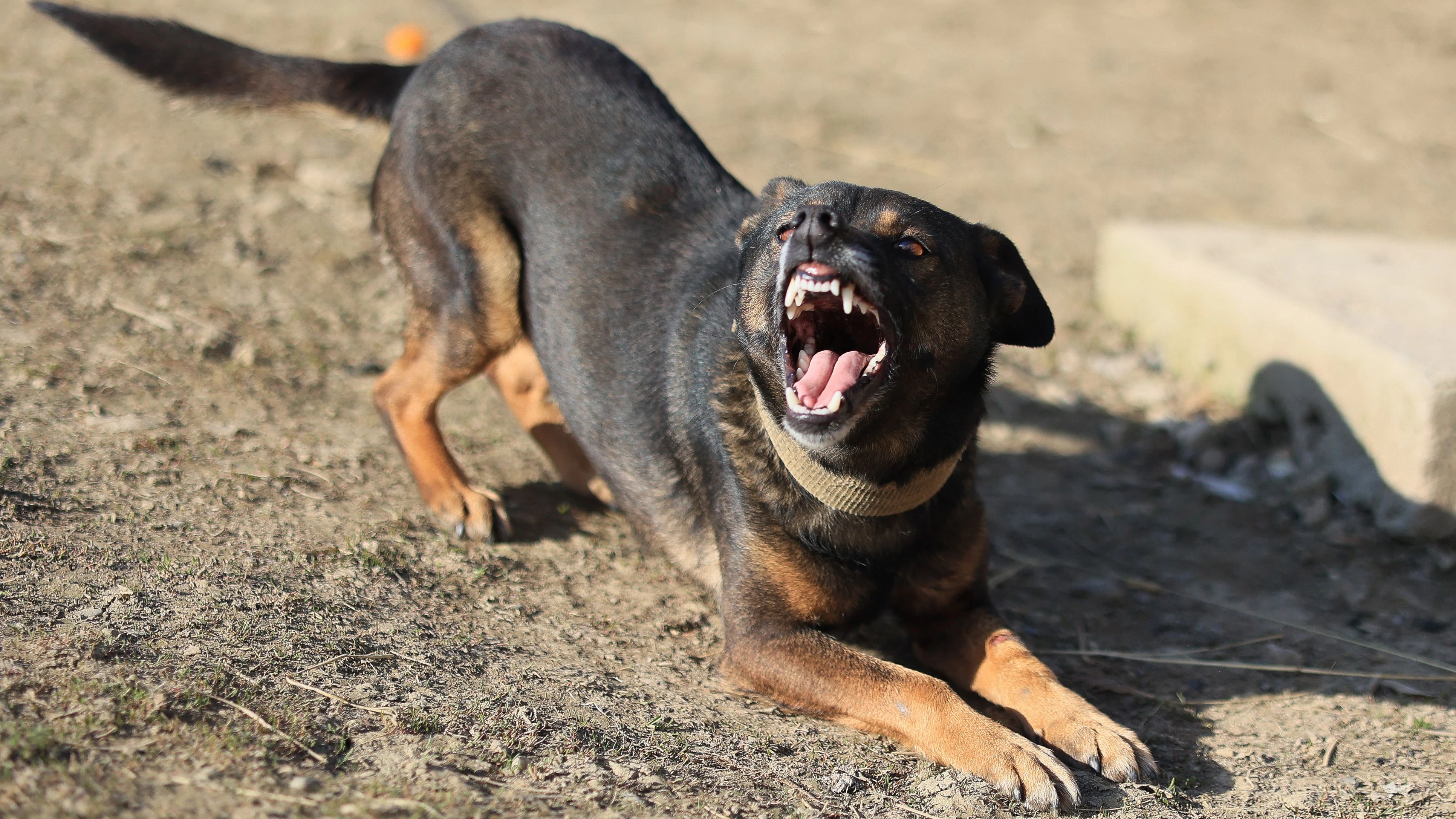 Die Frau wurde von ihrem eigenen Hund gebissen (Symbolbild).