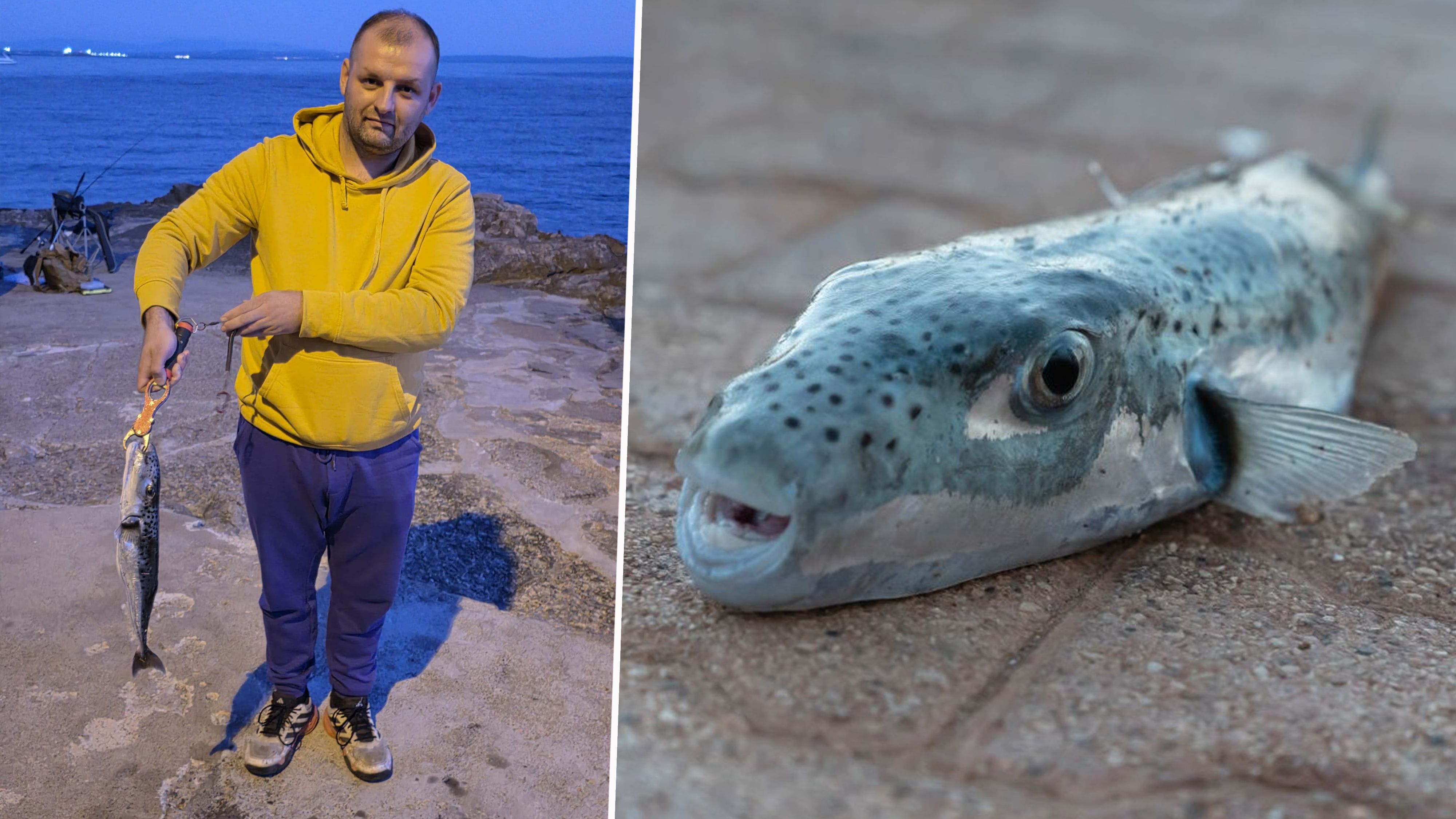 An der Angel hatte der Kroate einen Hochgiftigen Tropenfisch! Der Mann reagierte geistesgegenwärtig.