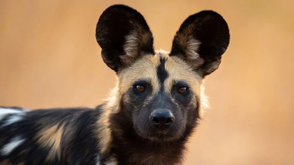 Afrikanische Wildhunde erinnern ein bisschen an eine Mischung zwischen Hyäne und Maus? 