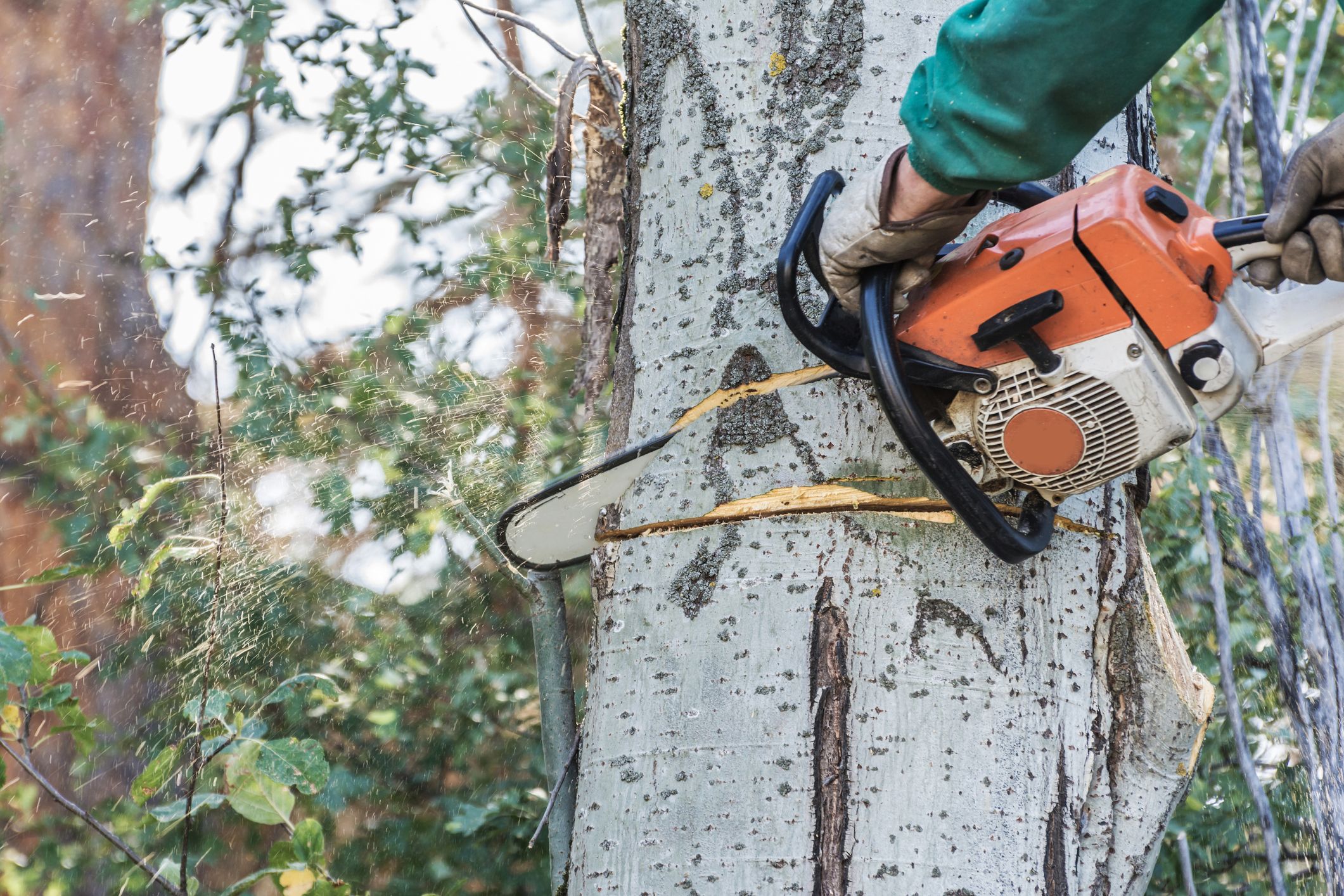 Heute.at - Baum steht im Weg! Steirer fällt Linde einfach selbst