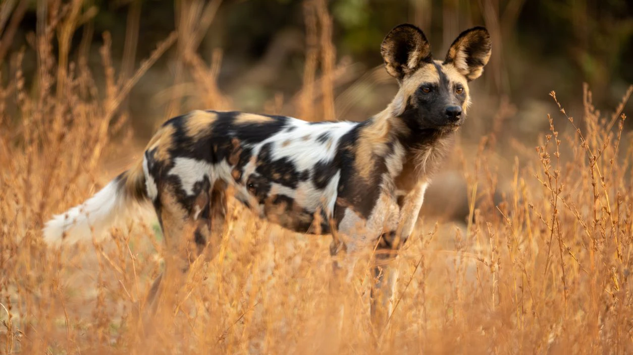 Jedes Fleckenmuster des Wildhundes ist einzigartig, wie ein Fingerabdruck. 