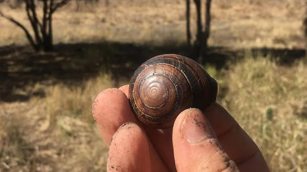 Bei der sogenannten "Biggenden-Bänderschnecke" konnte das Wetter im Haus nachgewiesen werden. Dieses Exemplar stammt aus dem Coalstoun Lakes National Park.
