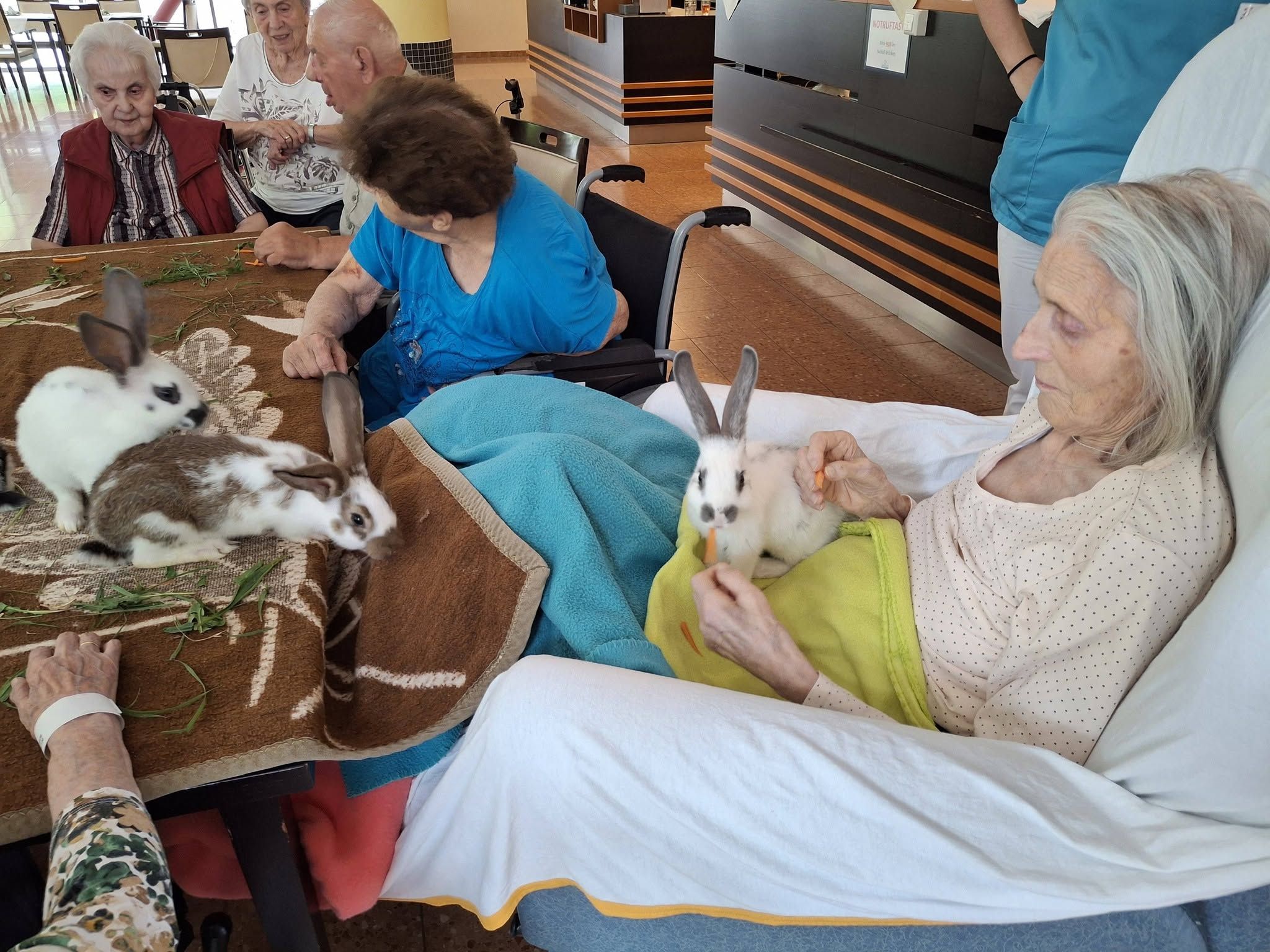 Die Senioren konnten Kaninchen und Meerschweinchen beobachten, streicheln und mit Wiesenkräutern sowie Karotten füttern.
