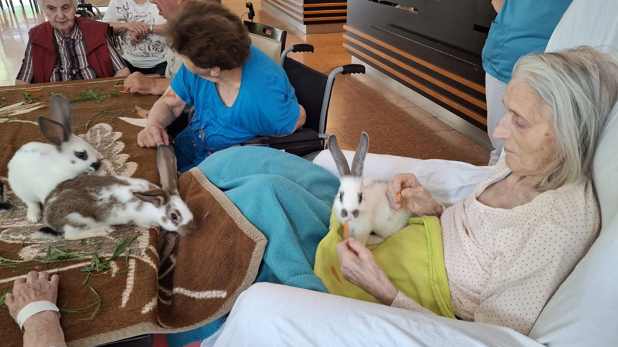 Die Senioren konnten Kaninchen und Meerschweinchen beobachten, streicheln und mit Wiesenkräutern sowie Karotten füttern.
