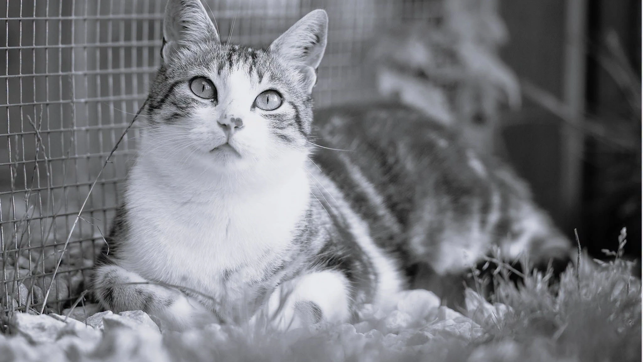 Lange 12 Jahre durfte Kater "Charly" auf Gut Aiderbichl verbringen. 