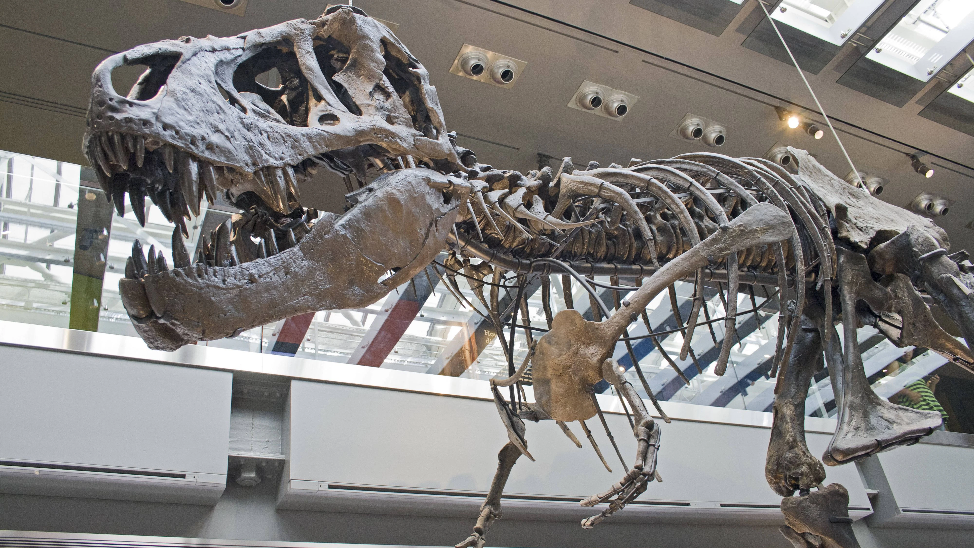"Thomas the T-Rex" aus dem Natural History Museum in Los Angeles ist eines der berühmtesten Exemplare des gefürchteten Urzeitjägers.
