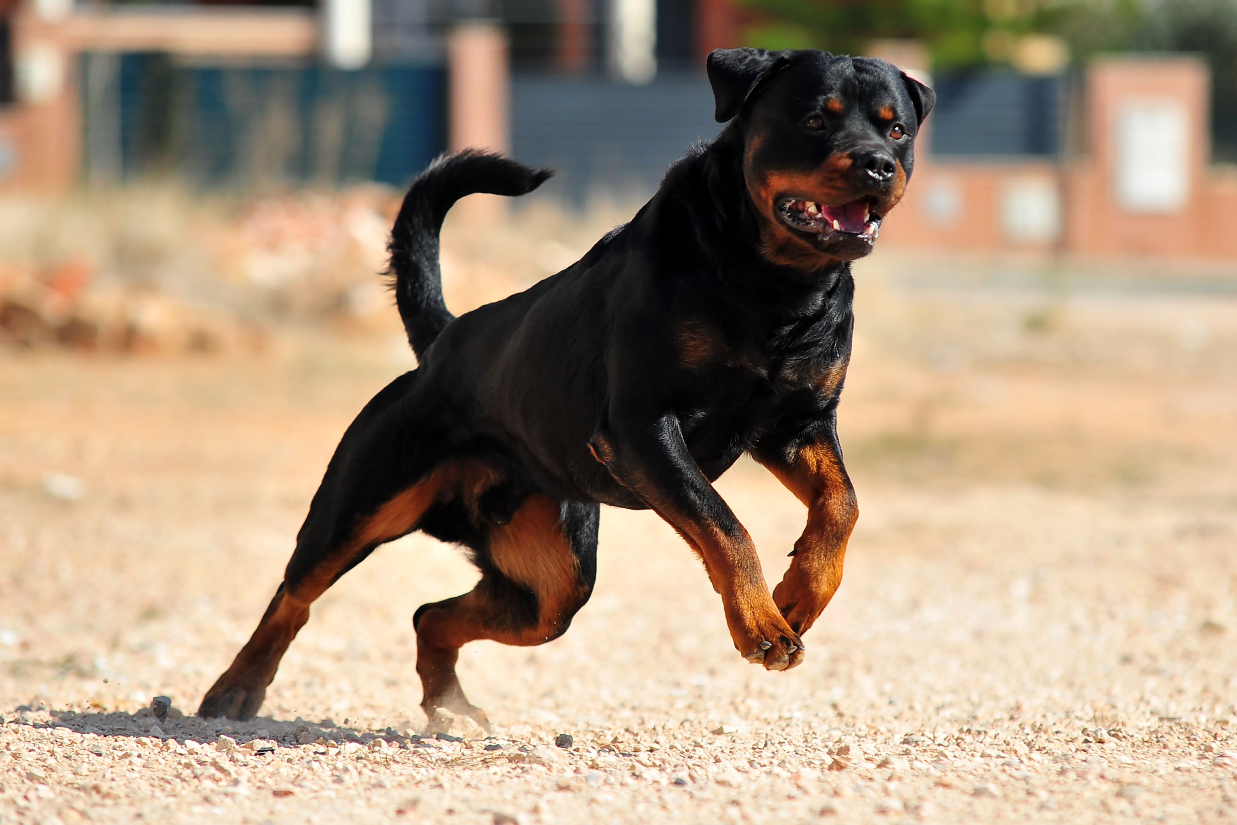 Eine Frau wurde von ihrem Rottweiler lebensgefährlich verletzt.