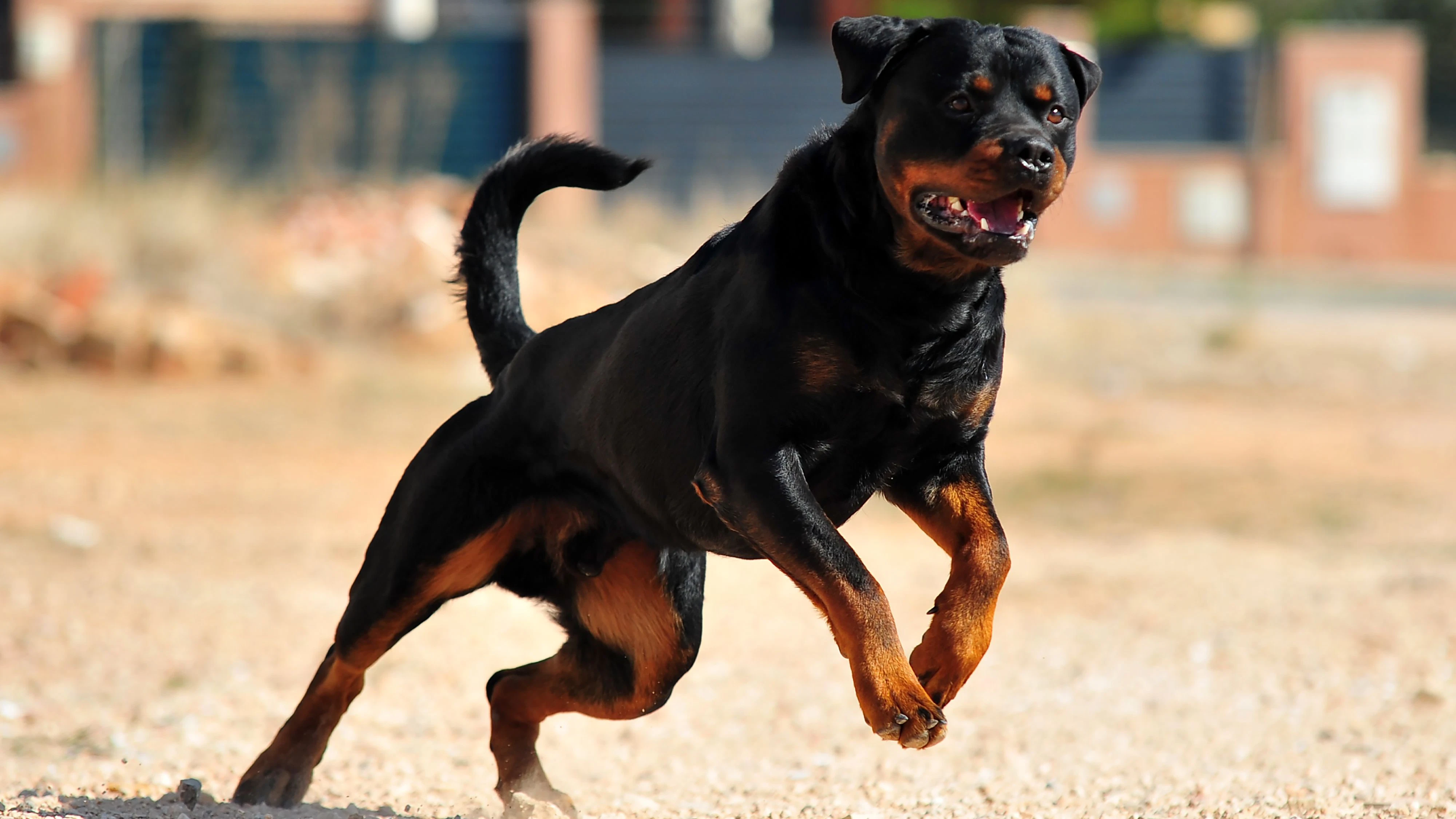 Eine Frau wurde von ihrem Rottweiler lebensgefährlich verletzt.