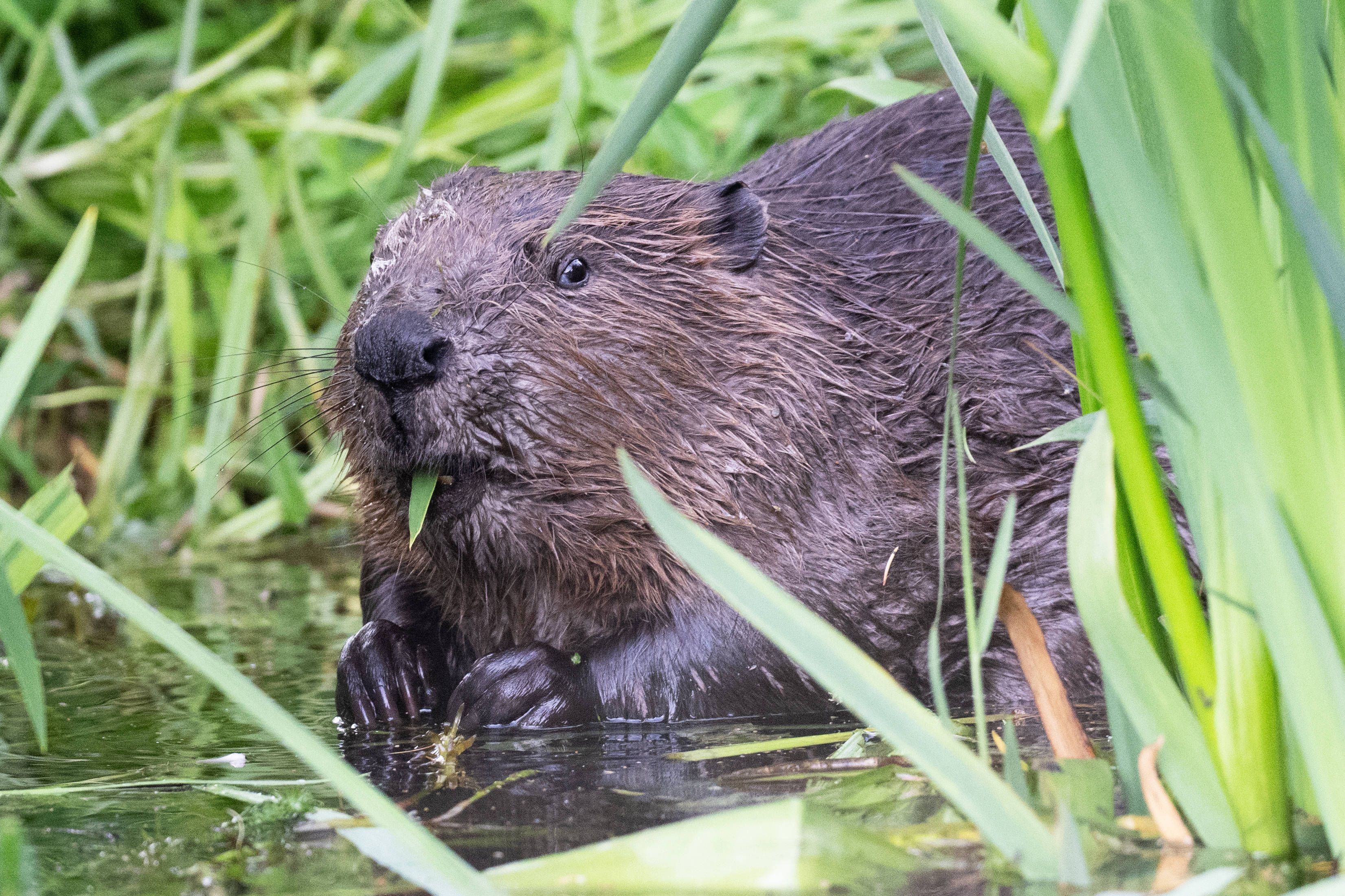 Ein Biber frisst Wasserpflanzen. Die streng geschützte Tierart darf in Salzburg aber in gewissen Gebieten 