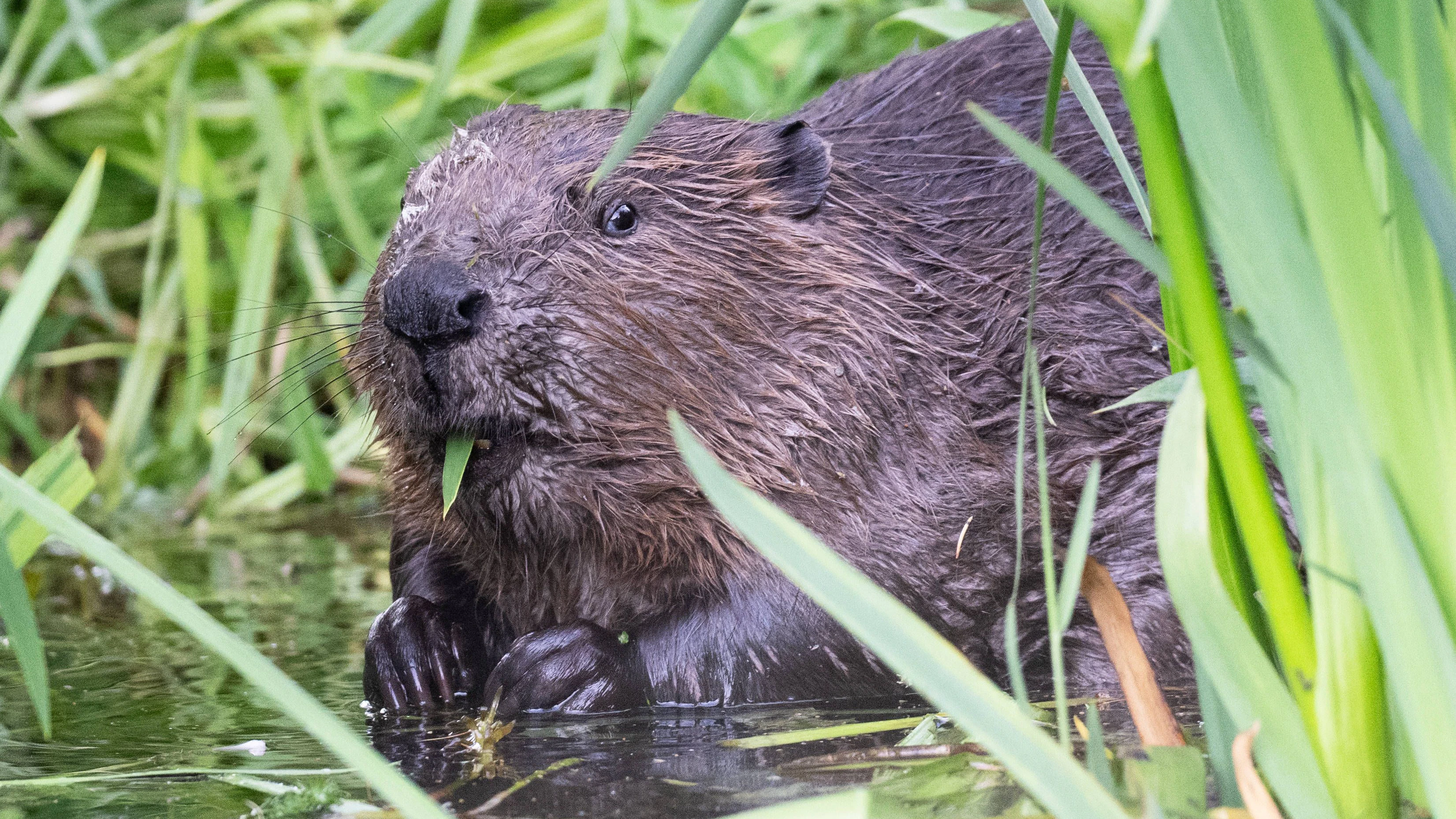 Ein Biber frisst Wasserpflanzen. Die streng geschützte Tierart darf in Salzburg aber in gewissen Gebieten "entnommen" werden.