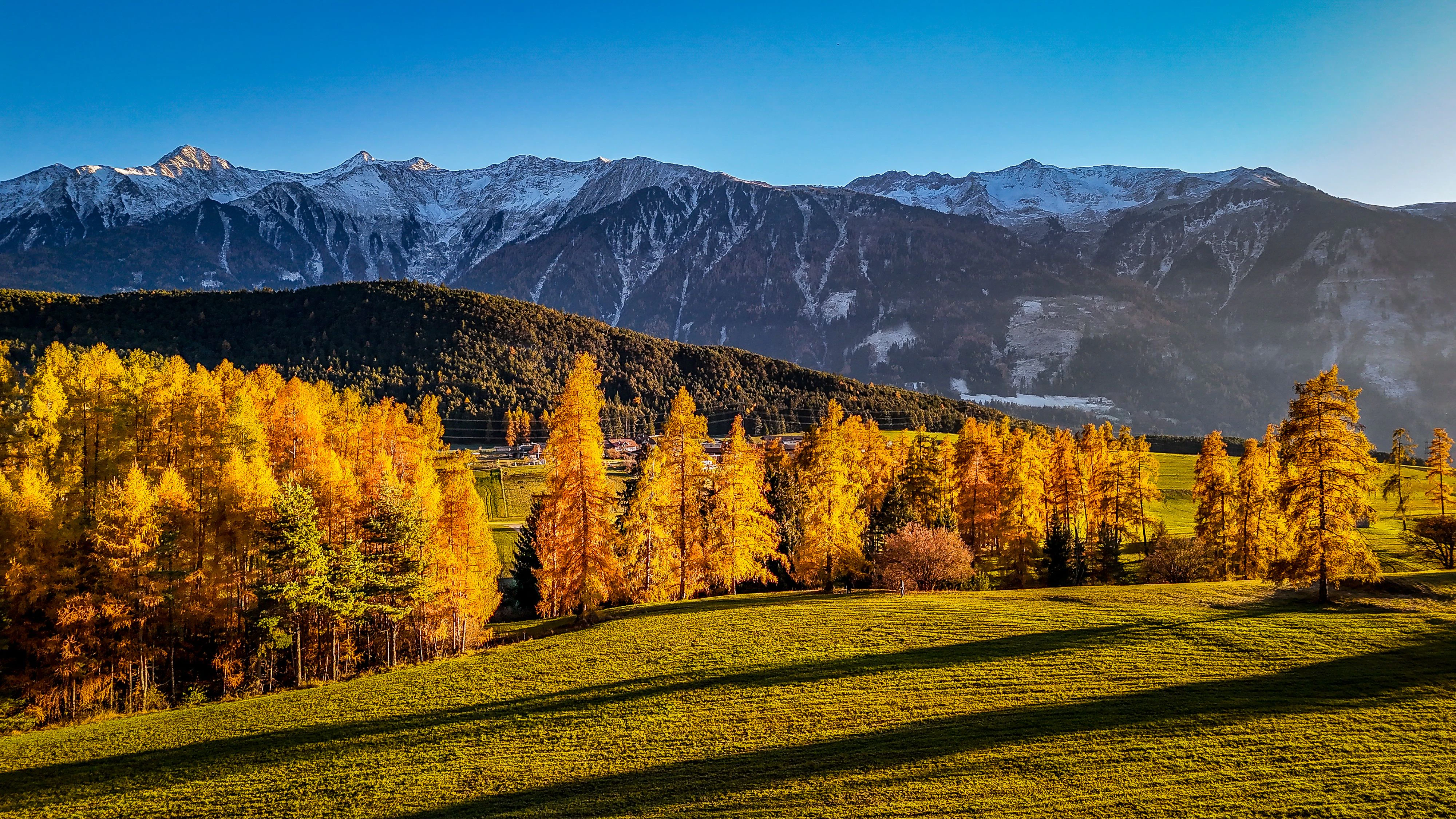 Die "brennenden" Lärchen am Mieminger Plateau