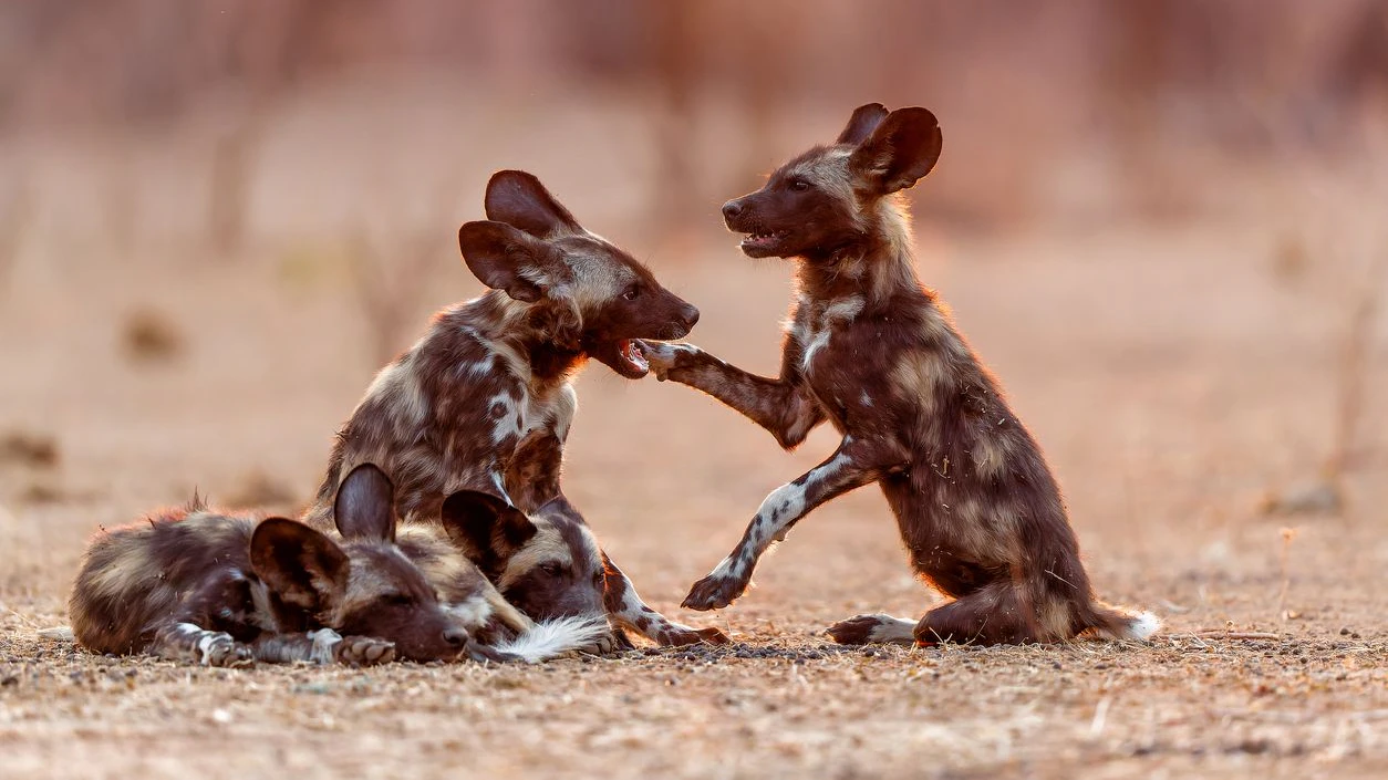 Die Welpen der Afrikanische Wildhunde sind unfassbar putzig. 
