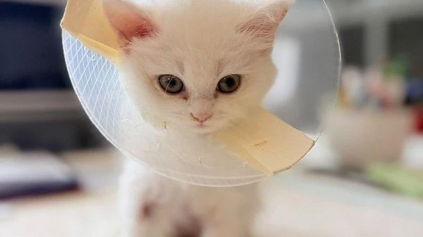 Die kleine Katze hätte das Maiskorn nicht überlebt.