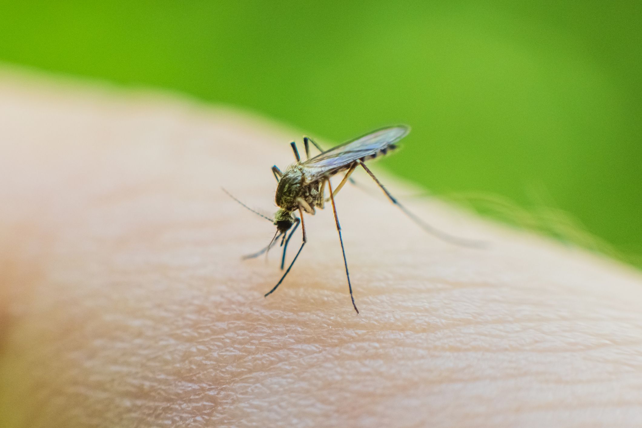 In Frankfurt ist erneut eine Person durch Malaria gestorben. (Symbolbild)