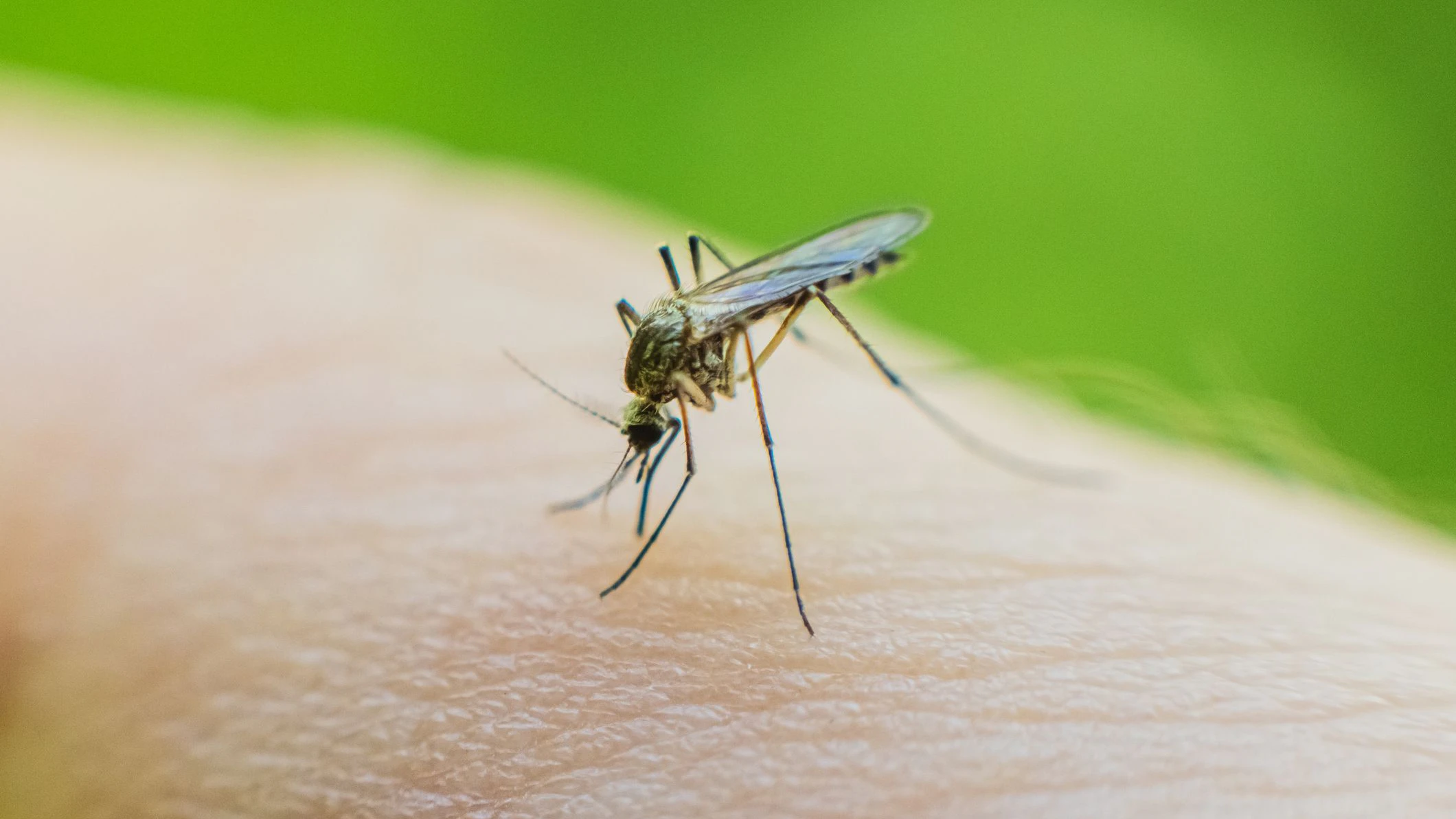 In Frankfurt ist erneut eine Person durch Malaria gestorben. (Symbolbild)