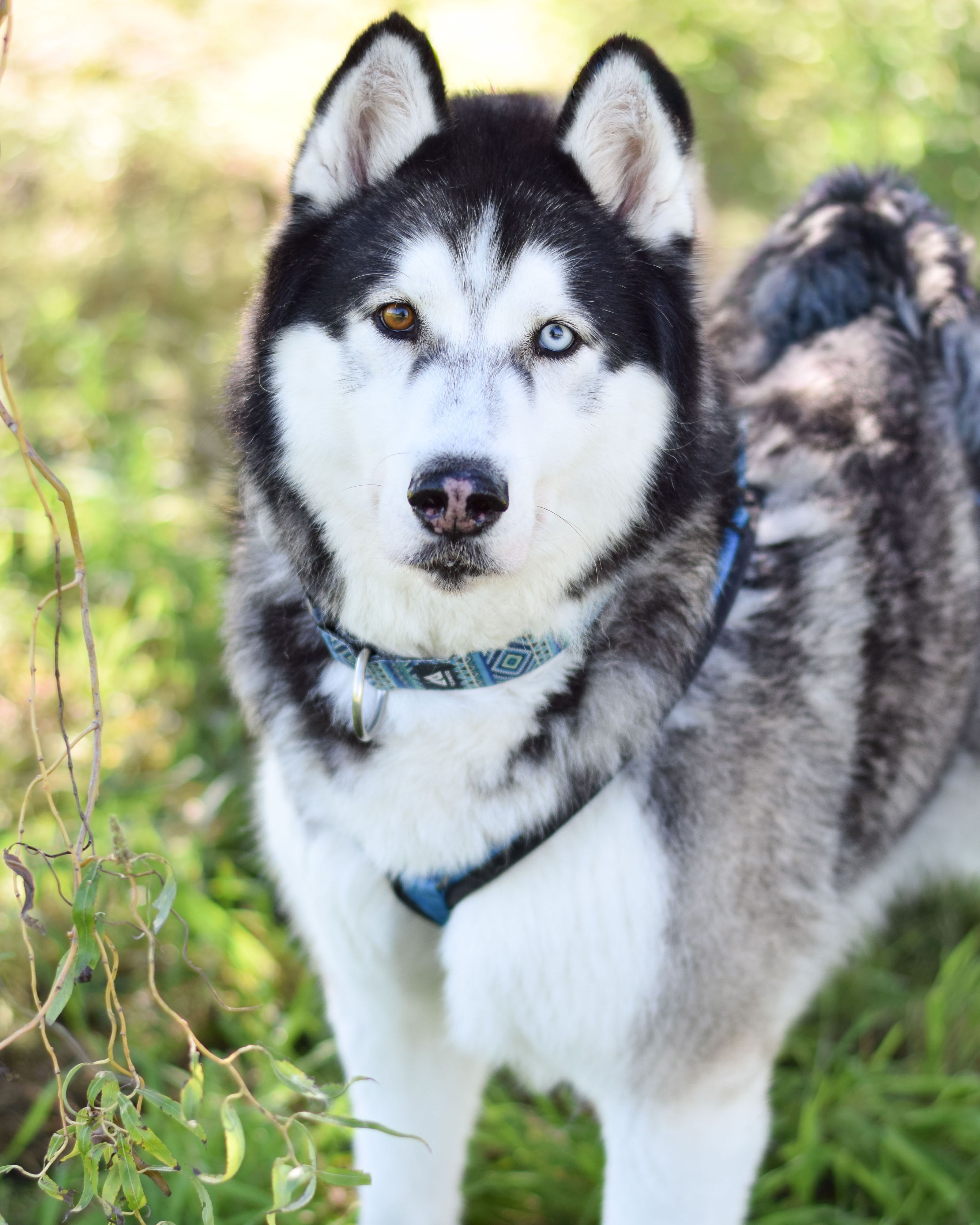 Heute.at - Siberian Husky Sitka sucht ein neues Zuhause