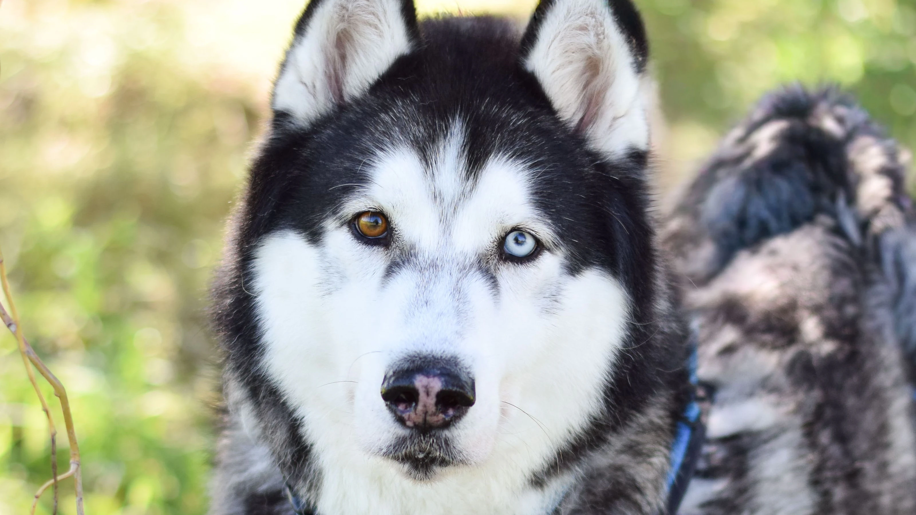 SITKA