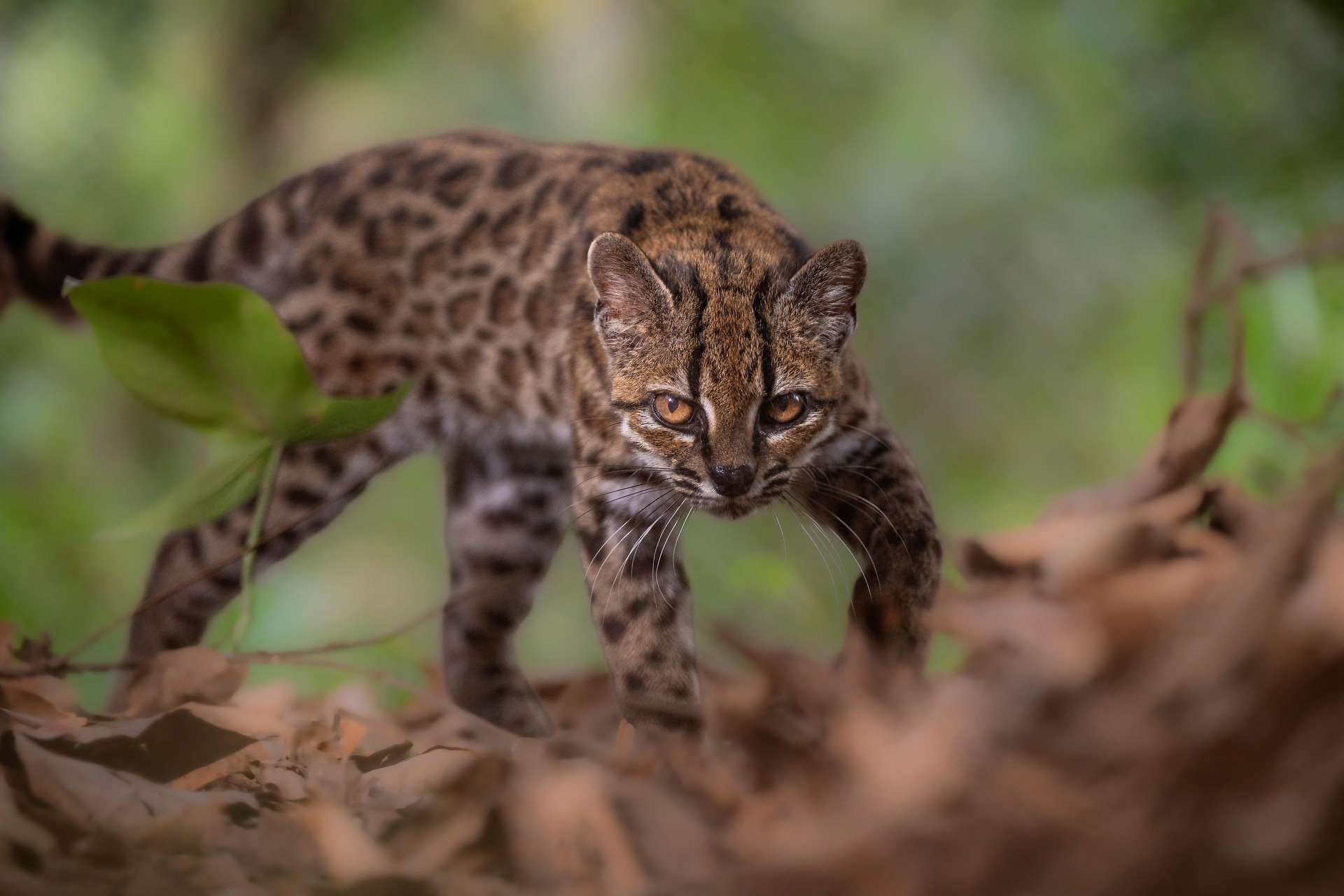 Dieser kleine Leopard ist laut Genanalyse einzigartig. 