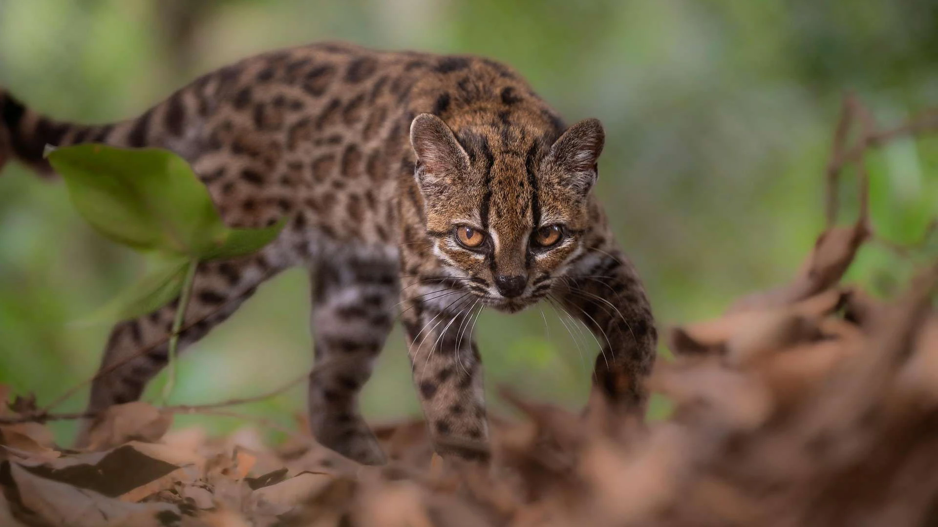 Dieser kleine Leopard ist laut Genanalyse einzigartig. 