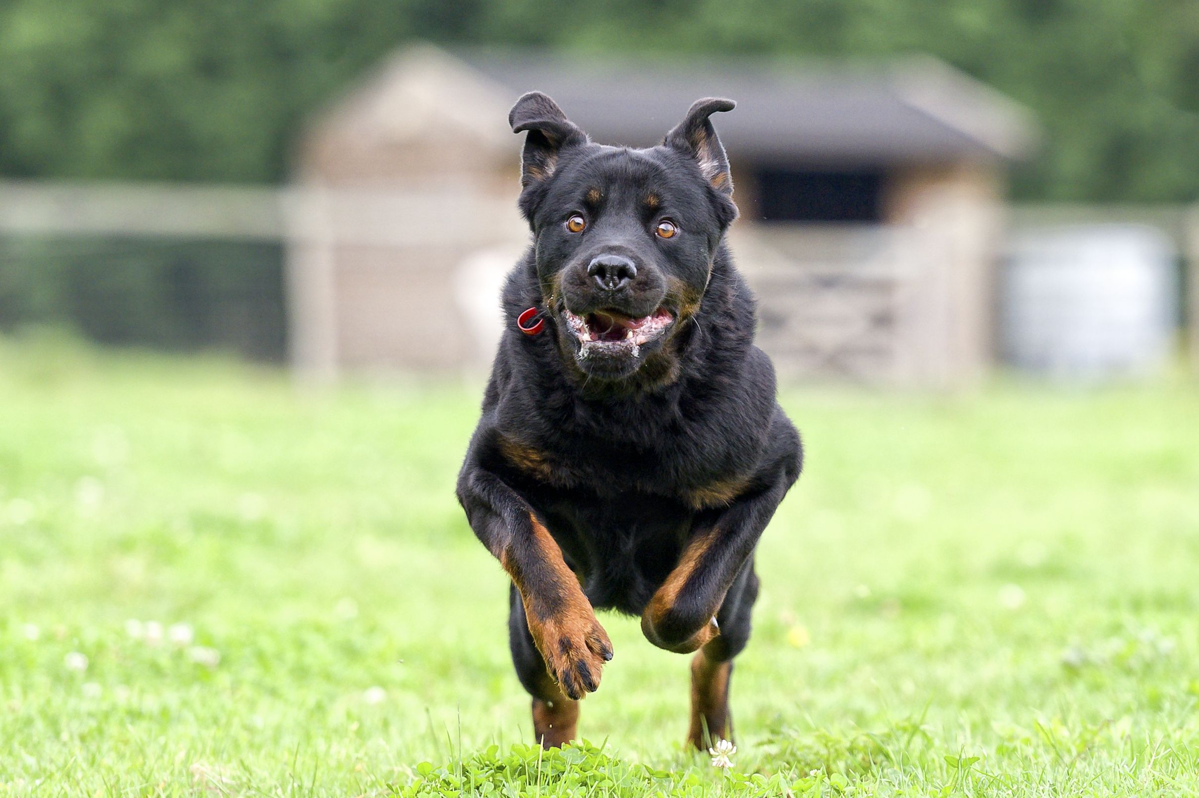 Eine Hundesbesitzerin wurde von ihrem eigenen Rottweiler lebensgefährlich verletzt.