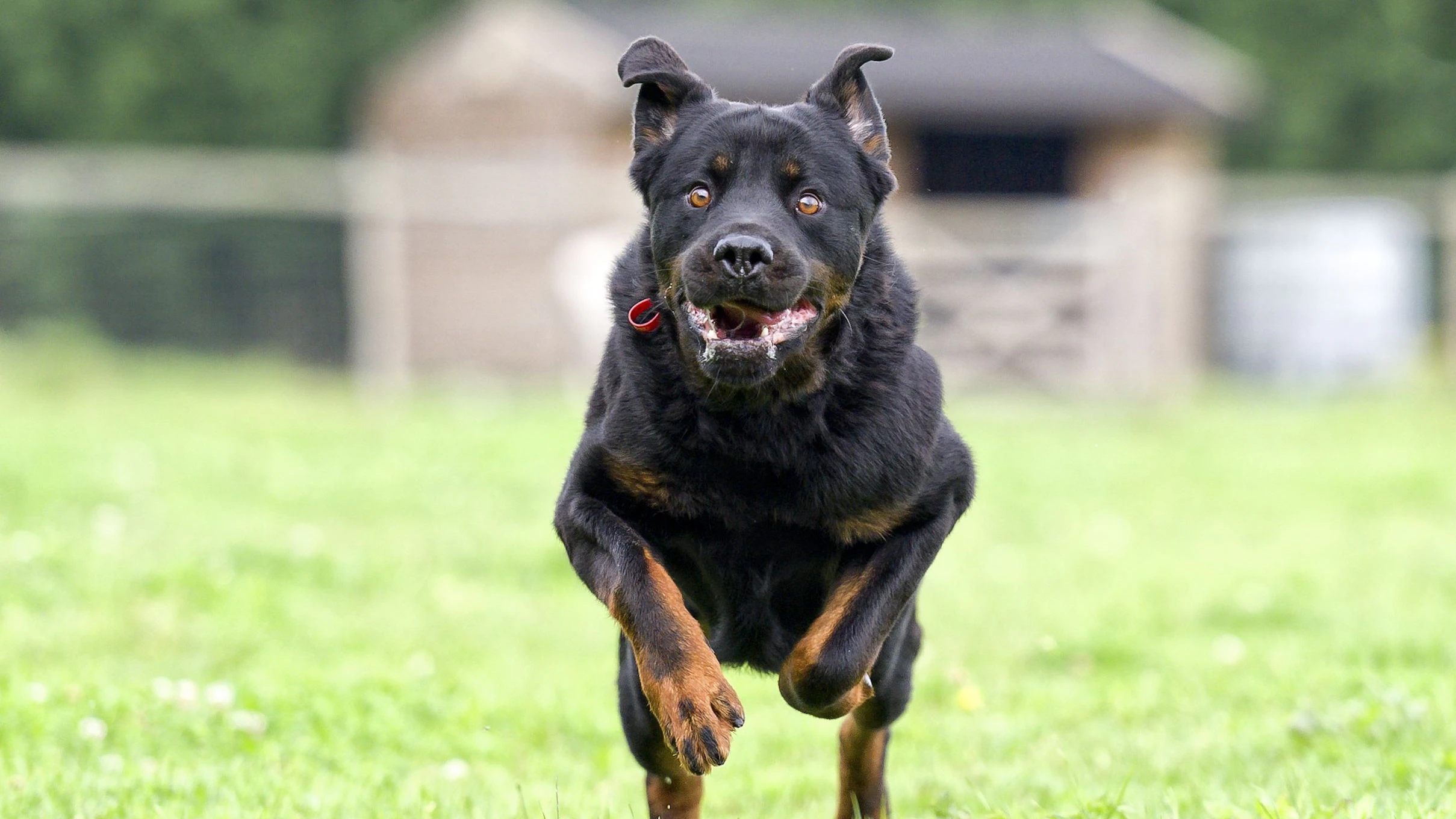 Heute.at - Rottweiler biss Hundesitterin – Polizei erschoss ihn