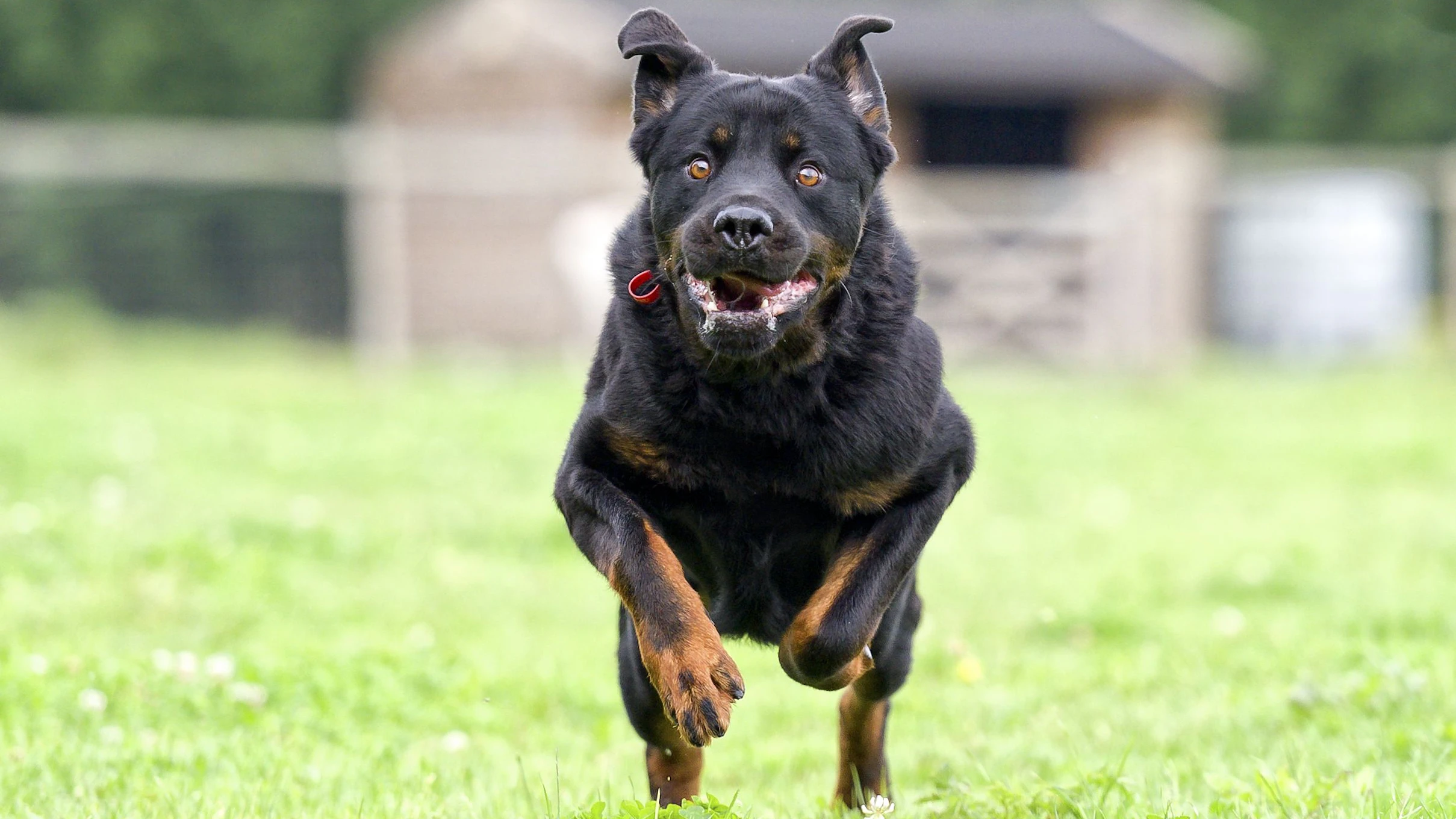 Eine Hundesbesitzerin wurde von ihrem eigenen Rottweiler lebensgefährlich verletzt.