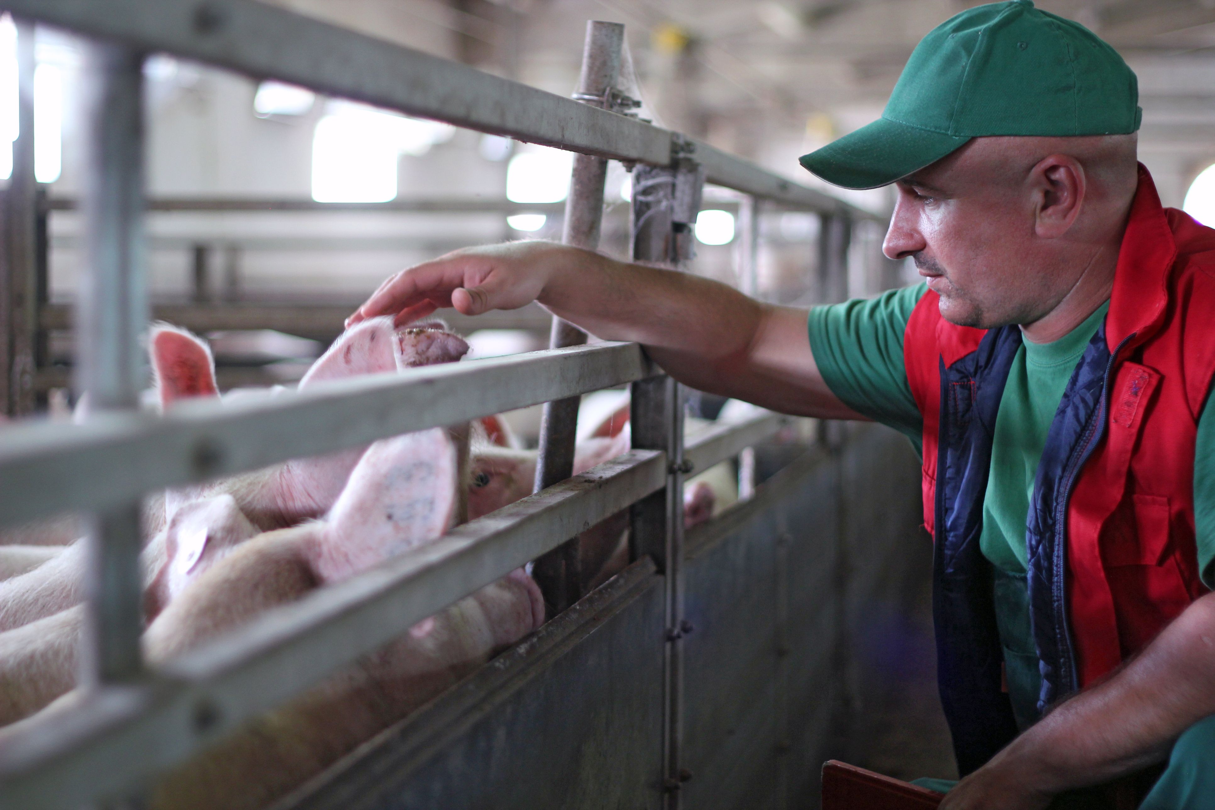 Die Landwirtschaftskammer OÖ warnt vor den Folgen für die Schweinebauern. (Symbolbild)