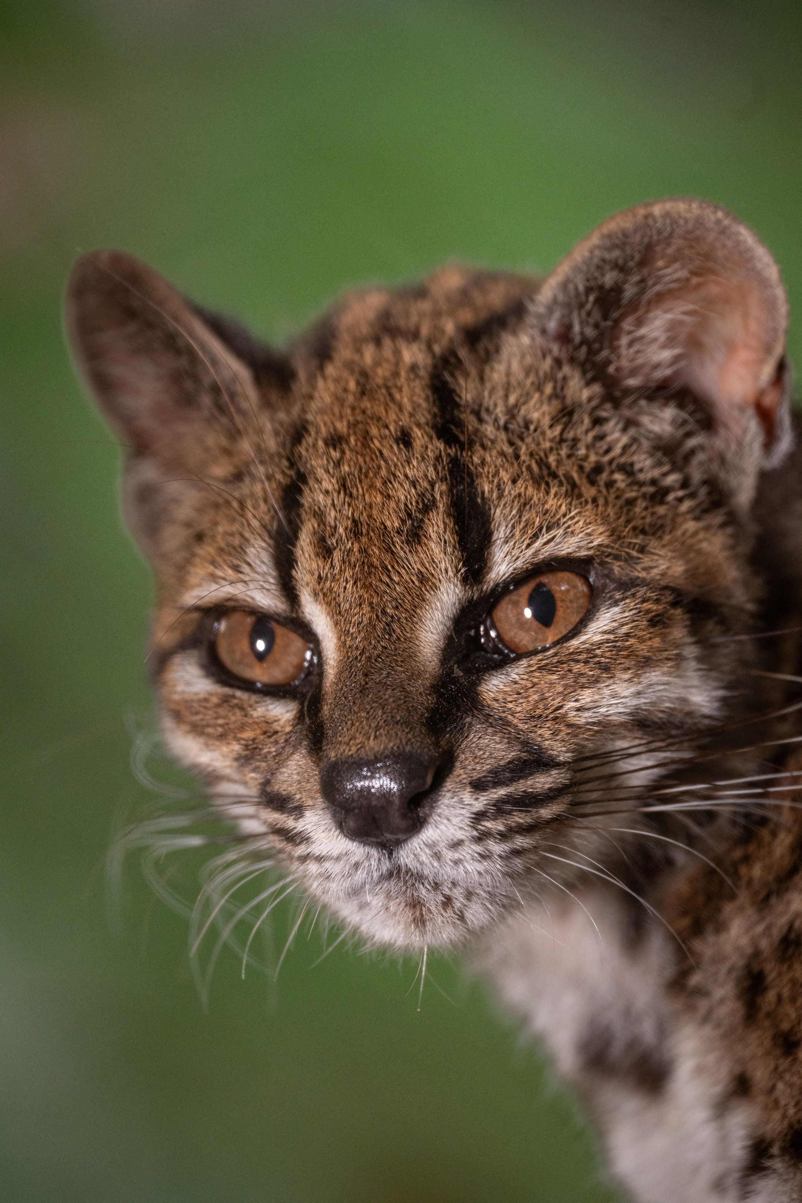 Heute.at - Geretteter Kuscheltiger ist unbekannte neue Katzen-Art
