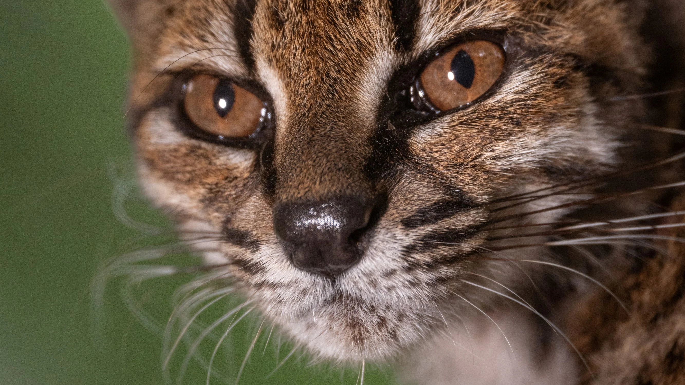 Heute.at - Geretteter Kuscheltiger ist völlig neue Katzen-Art