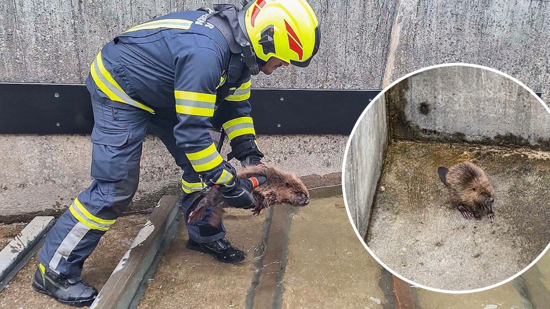 Die Feuerwehr rettete den Biber aus seiner misslichen Lage.