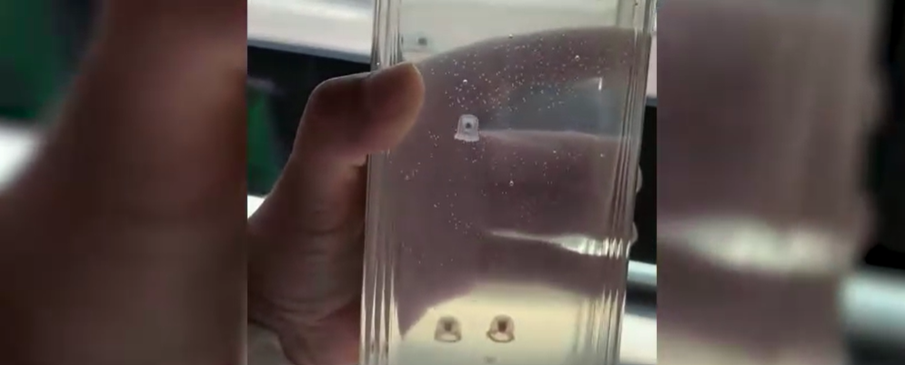 In einem Tiktok-Video sind quallenartige Tierchen zu sehen, die angeblich in einer vergessenen Wasserflasche gefunden wurden.
