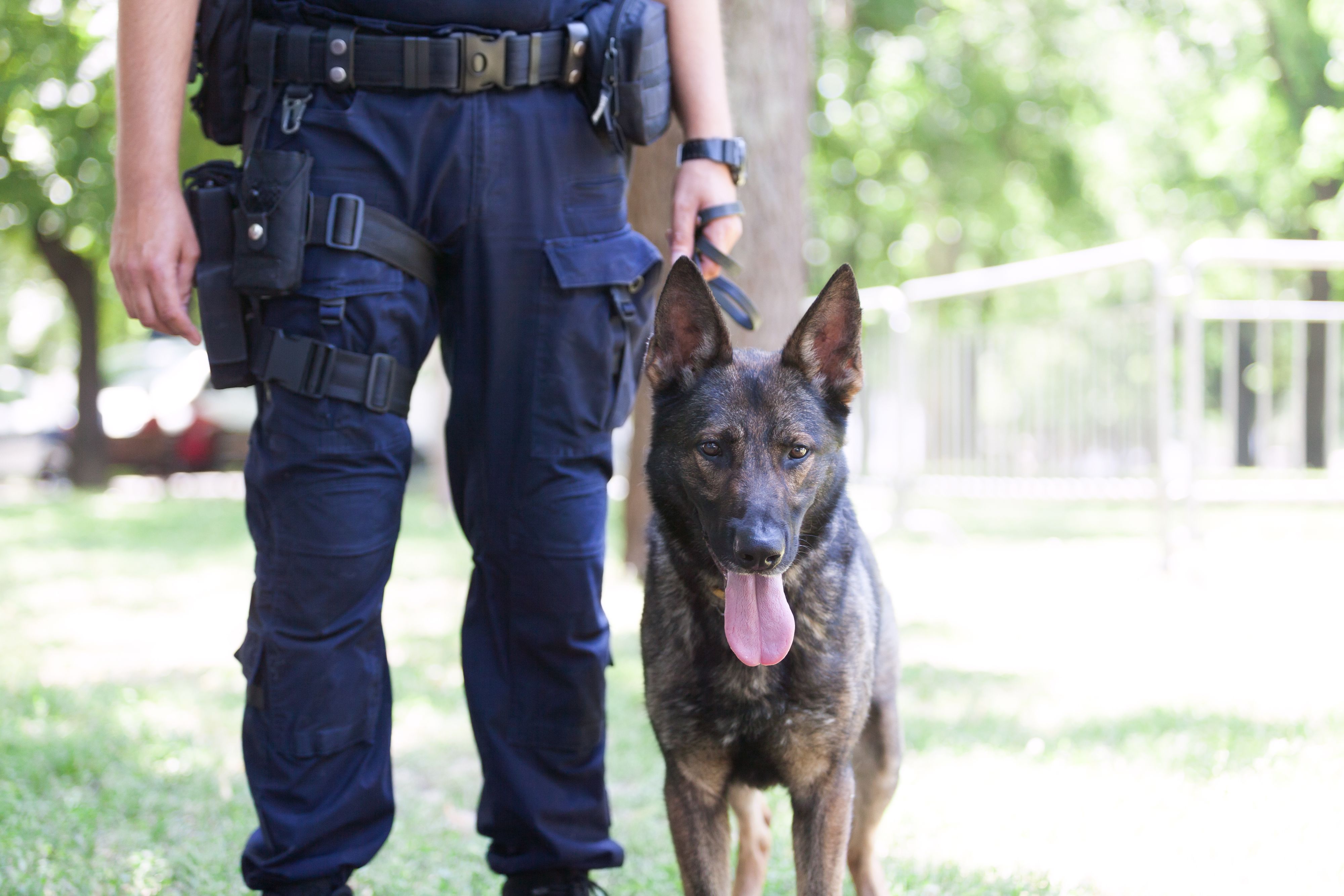 Ein Pulizeihund spürte das Messer mit seiner feinen Nase auf (Symbolbild).