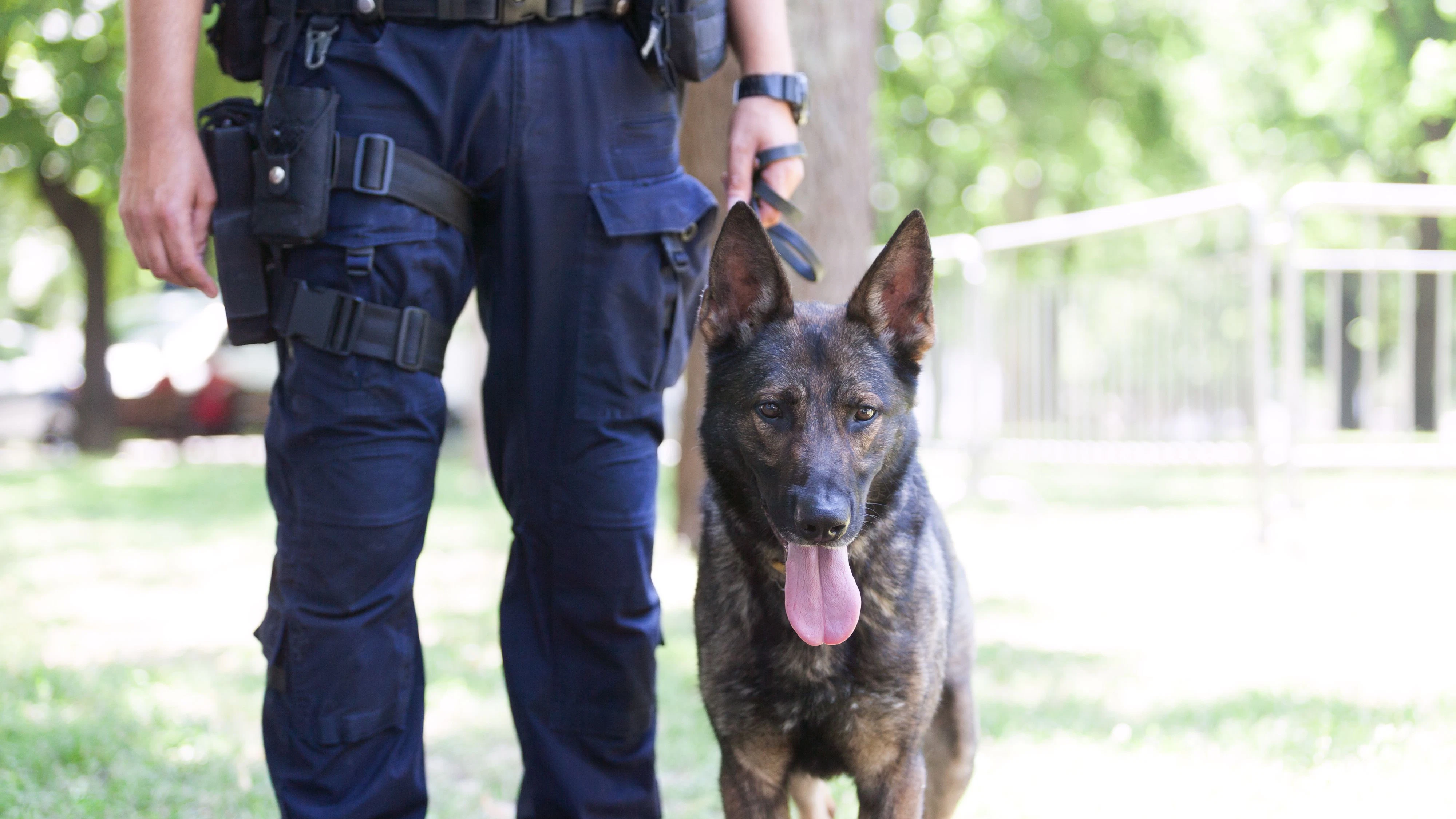Ein Pulizeihund spürte das Messer mit seiner feinen Nase auf (Symbolbild).