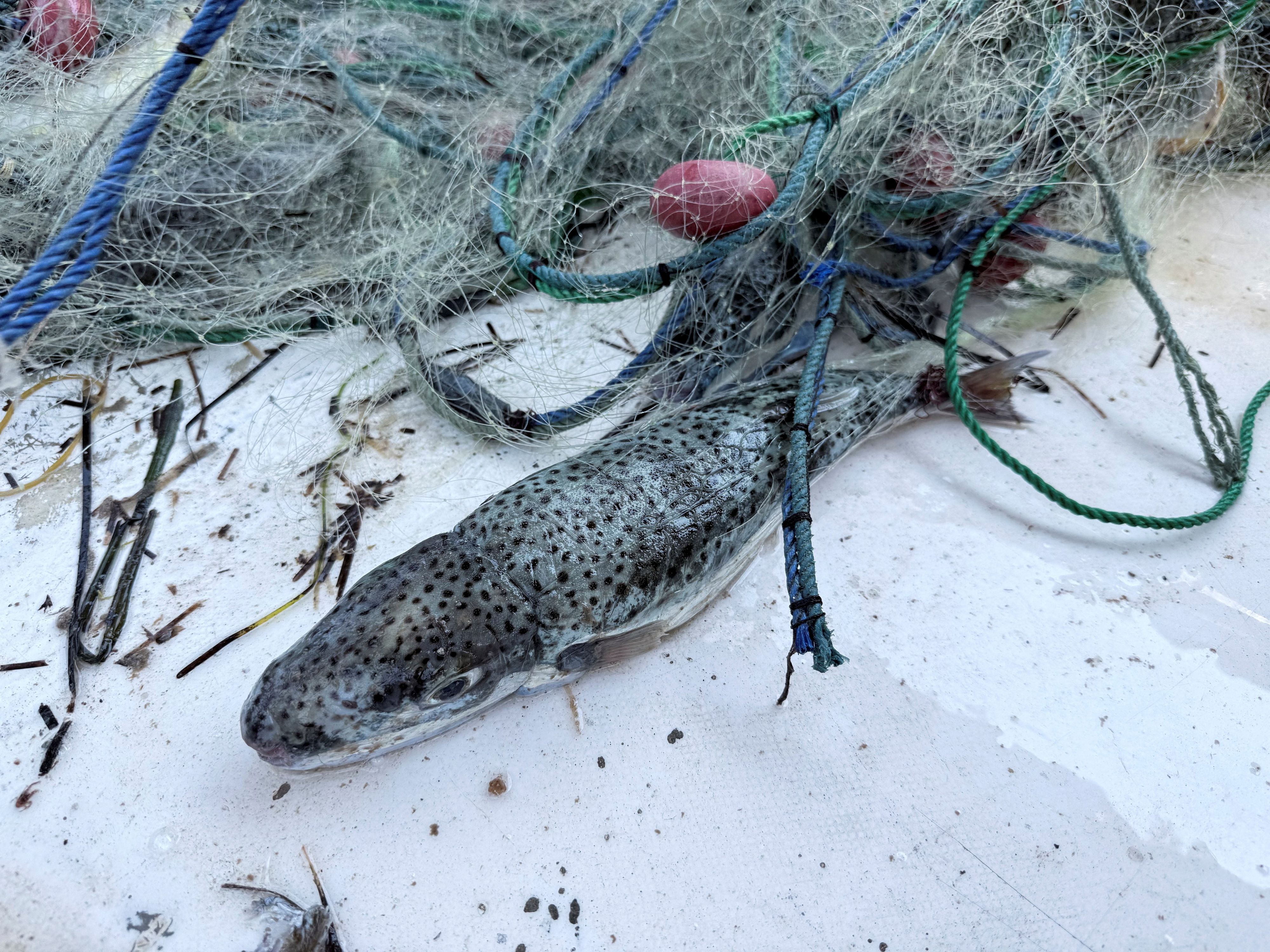 Ein Lagocephalus sceleratus in einem Fischernetz während eines Wettbewerbs, der darauf abzielt, die Ausbreitung des invasiven Kugelfisches einzudämmen, der die Meeresökosysteme und die Fischerei in Misrata, Libyen, bedroht. 12. August 2026.