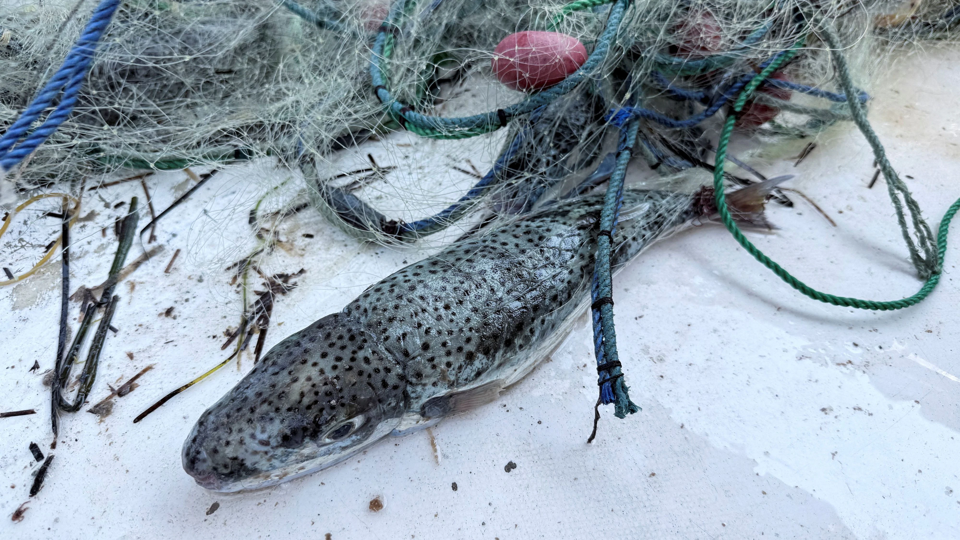 Ein Lagocephalus sceleratus in einem Fischernetz während eines Wettbewerbs, der darauf abzielt, die Ausbreitung des invasiven Kugelfisches einzudämmen, der die Meeresökosysteme und die Fischerei in Misrata, Libyen, bedroht. 12. August 2026.