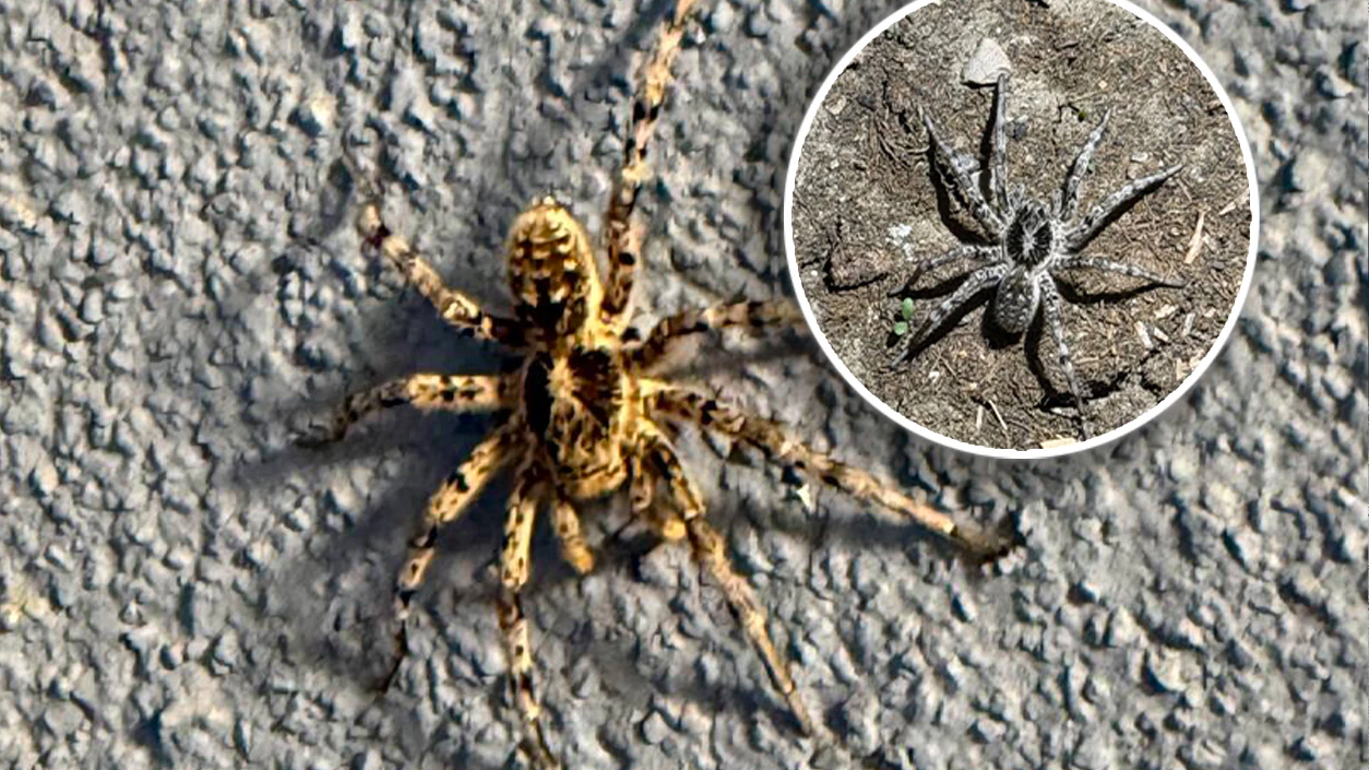 Derzeit sorgen Tarantel-Sichtungen für Grusel im Osten Österreichs.