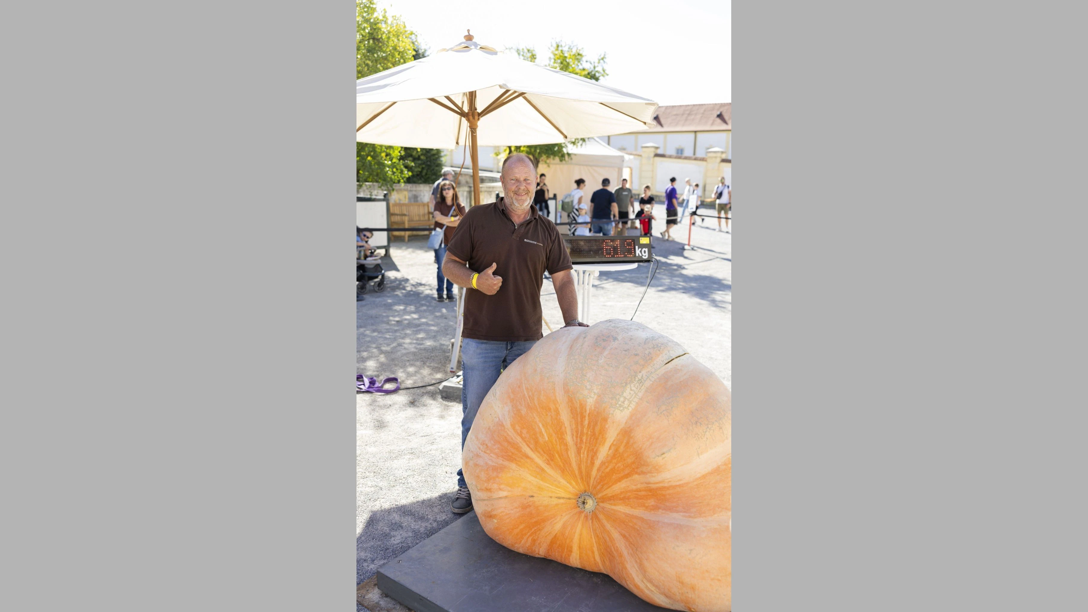 Der schwerste Kürbis des Riesenkürbiswiegens auf Schloss Hof wog schwere 616,8 Kilogramm. Friedrich Melka, Vizepräsident der Austrian Giant Pumpkin Growers, beeindruckte mit einem imposanten Exemplar der Sorte Atlantic Giant. 