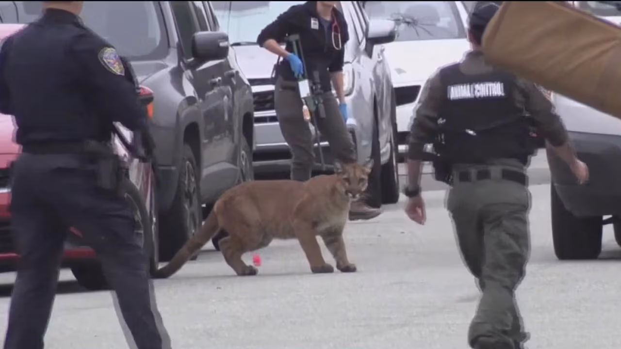 Ein Puma verirrte sich Mitte September 2026 in den Straßen von San Francisco
