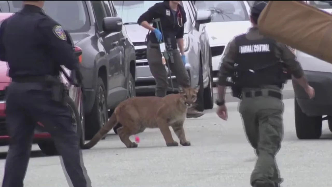 Ein Puma verirrte sich Mitte September 2026 in den Straßen von San Francisco