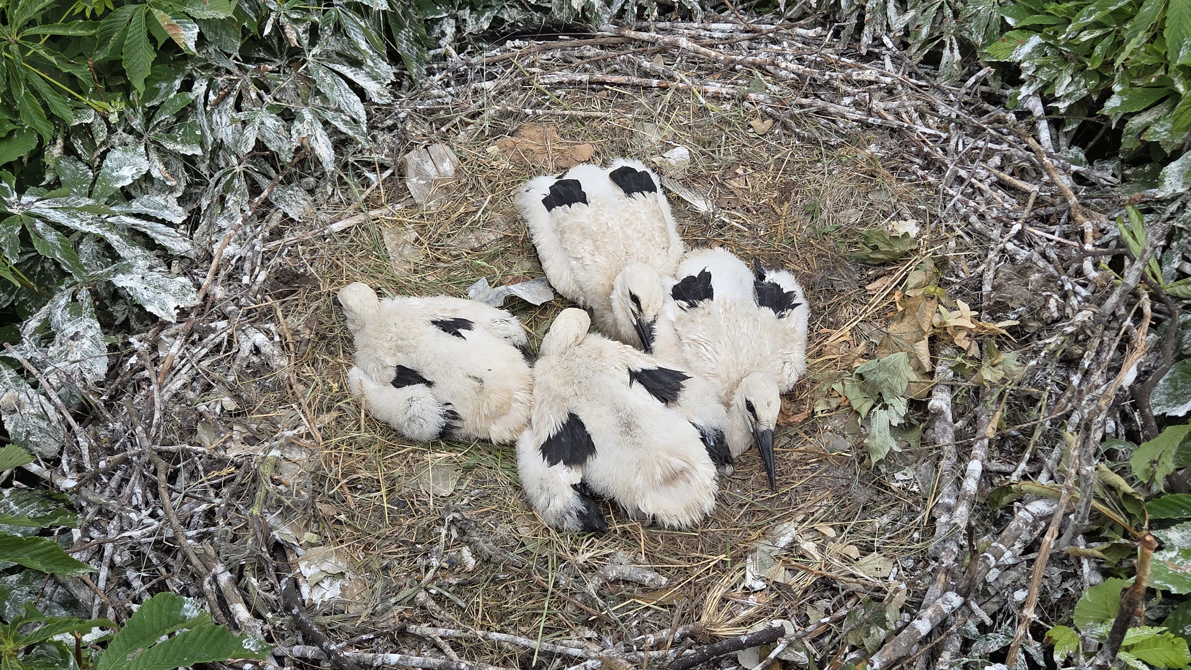 Küken im Nest