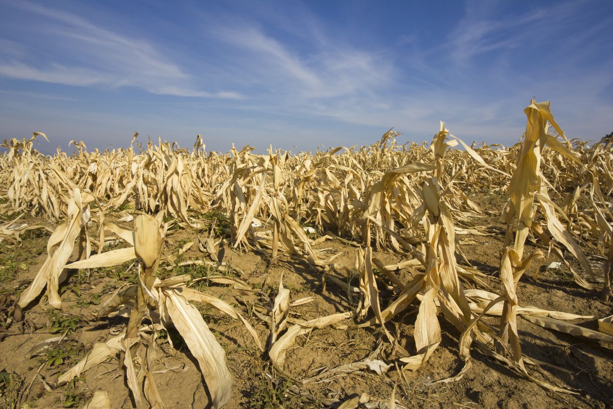 Deutlich schlechtere Ernte: Von der extremen Dürre im Sommer sind jetzt u.a. auch Körner- und Silomais betroffen. (Symbolbild)