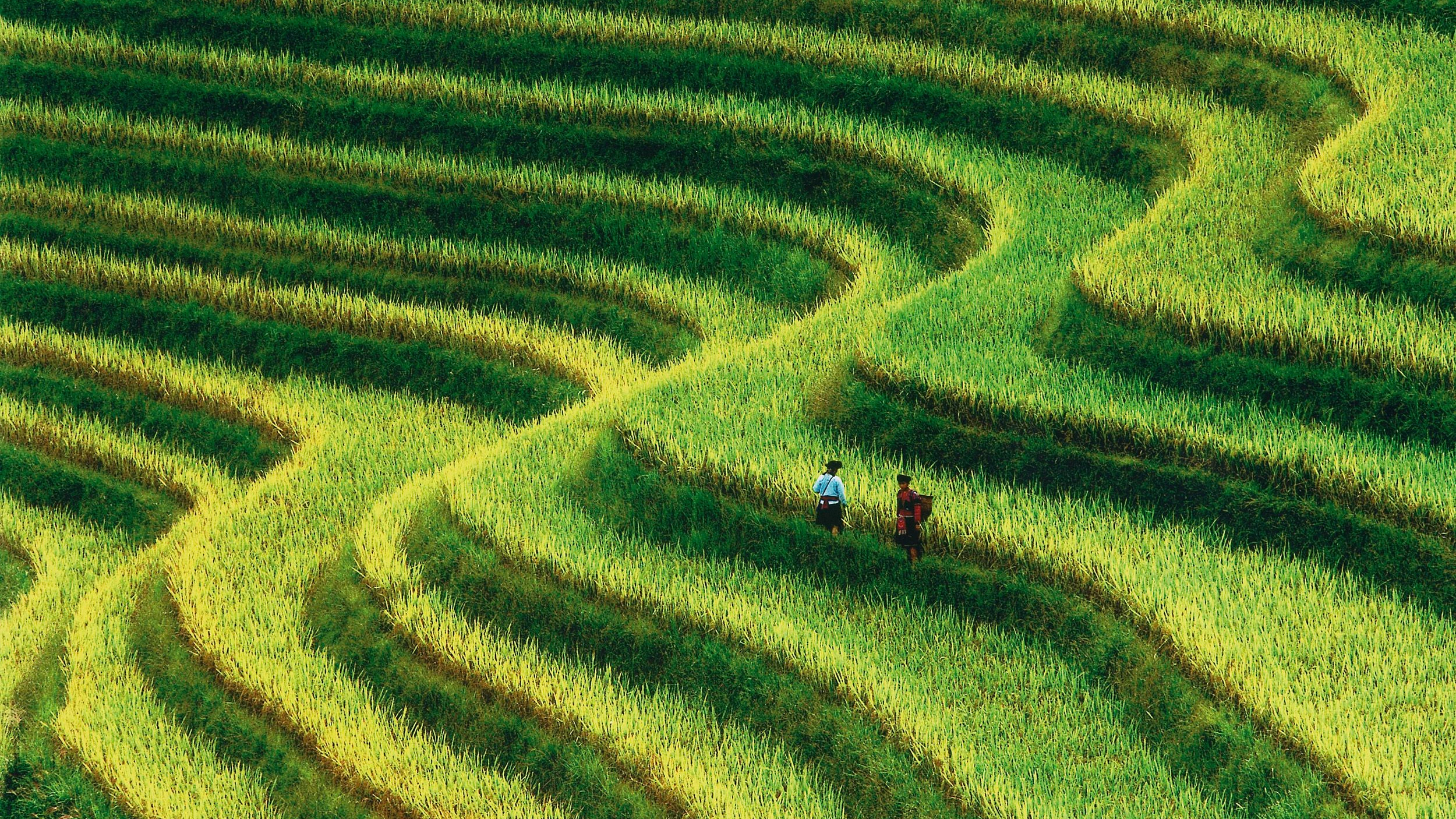 Ein weiteres imposantes Bild aus der Ausstellung mit dem Titel "Green Terrace, Hongkong".