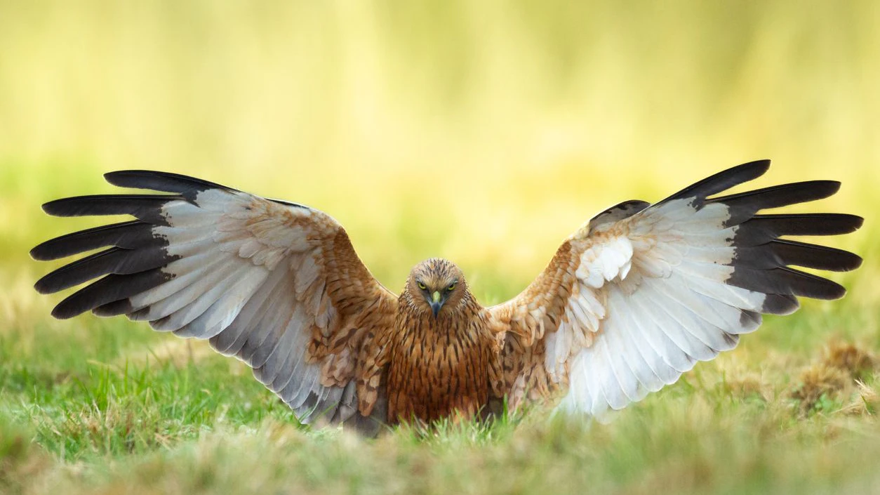 Die "Rohrweihe" ist ein Greifvogel aus der Familie der Habichtartigen. 