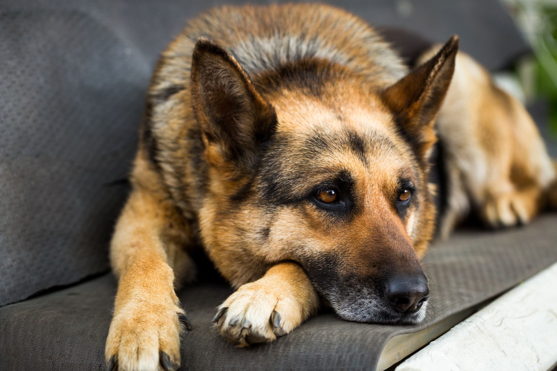 Ein Obersteirer soll seinen Schäferhund getreten haben – dafür musste er sich vor Gericht verantworten.